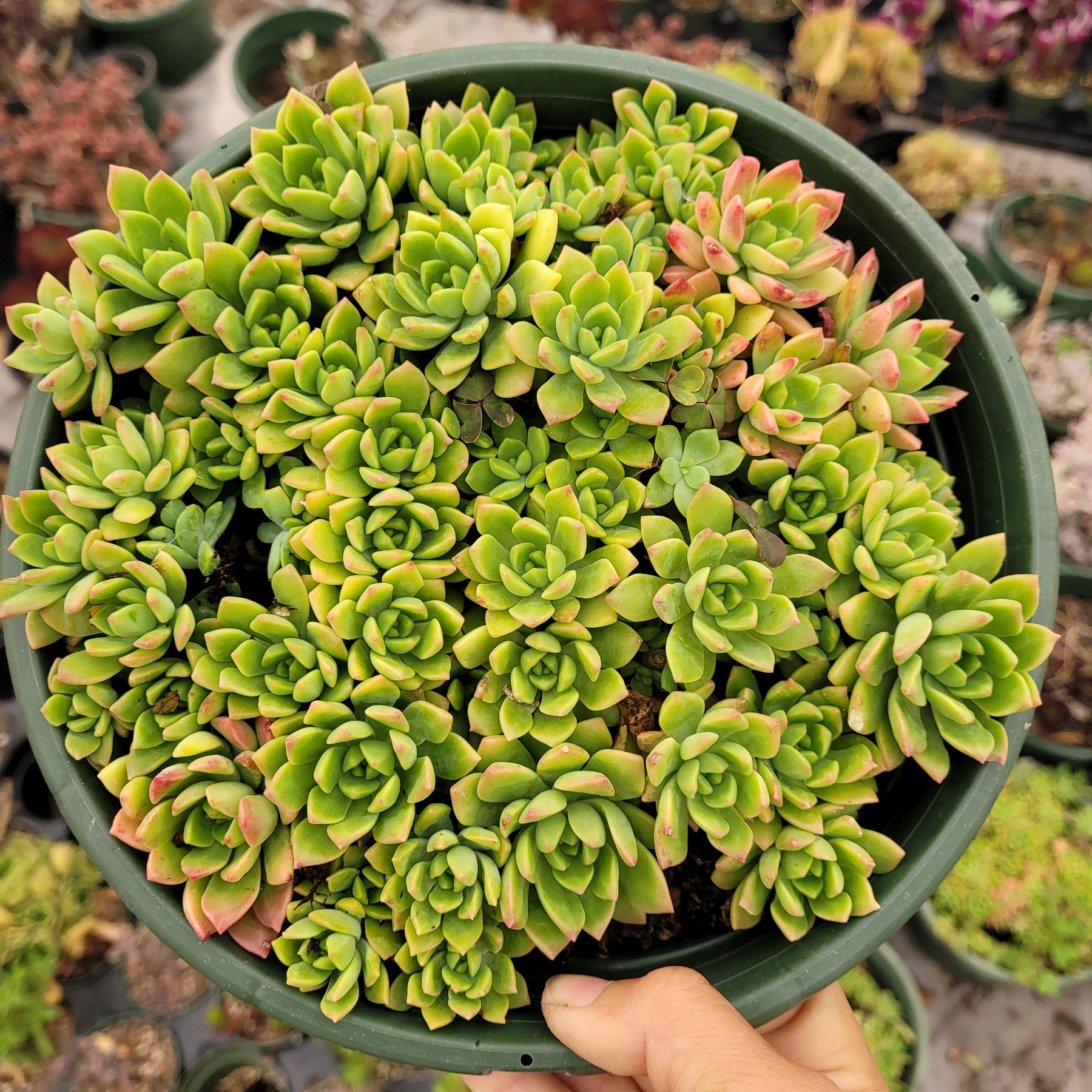 Echeveria 'Marcus'