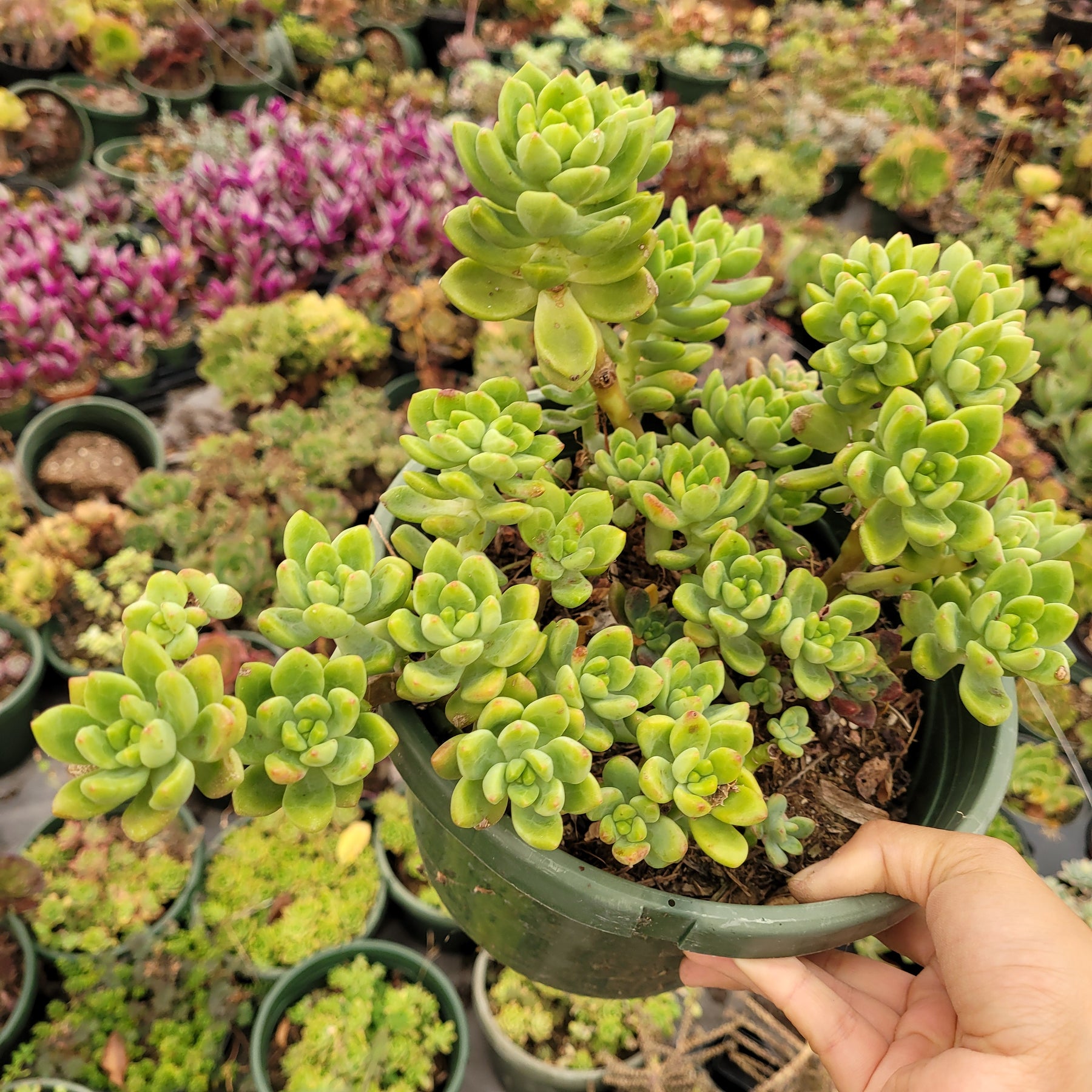 Sedum 'Alice Evans'