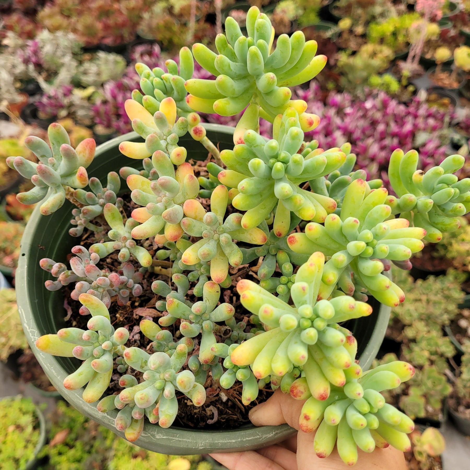 Sedum pachyphyllum 'Jelly Beans'