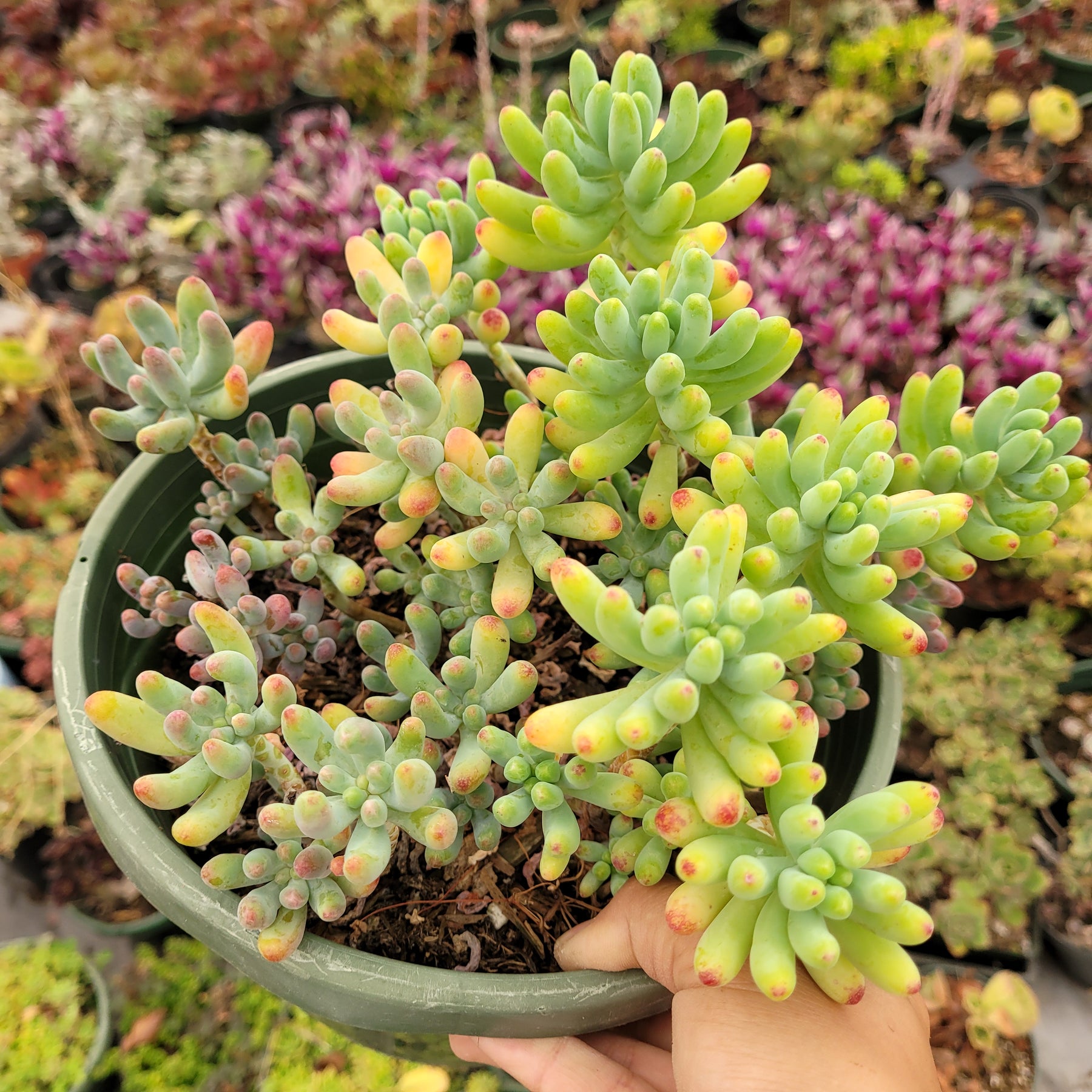 Sedum pachyphyllum 'Jelly Beans'