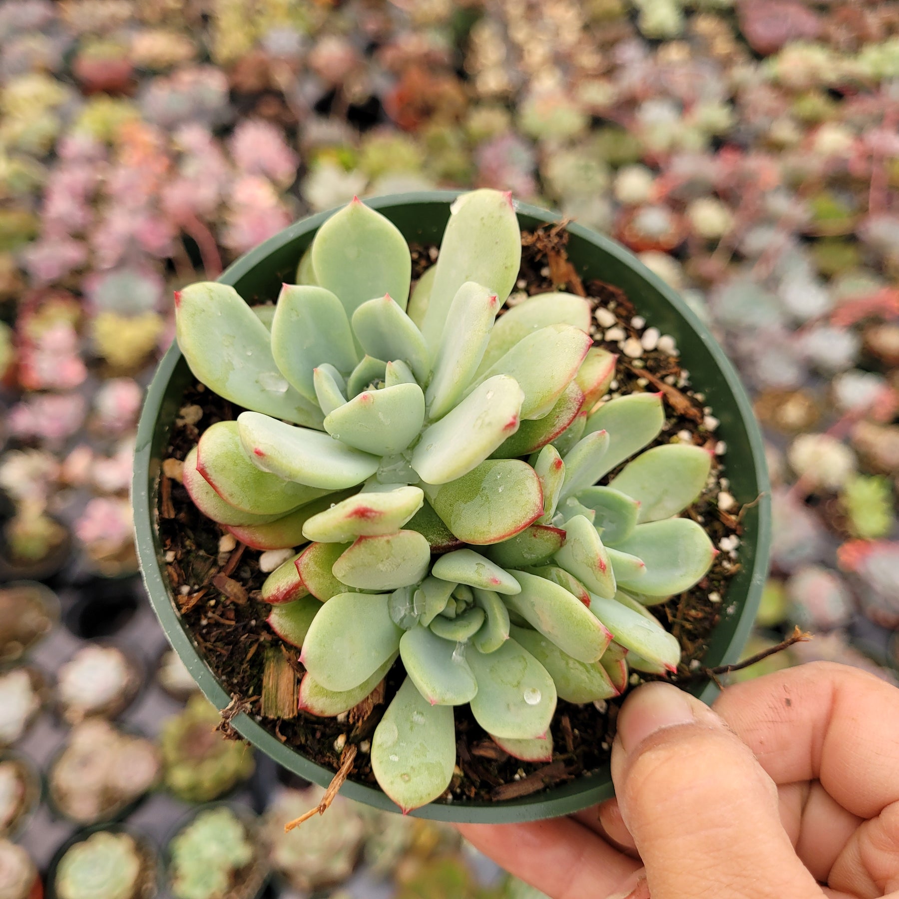 Echeveria Salmon