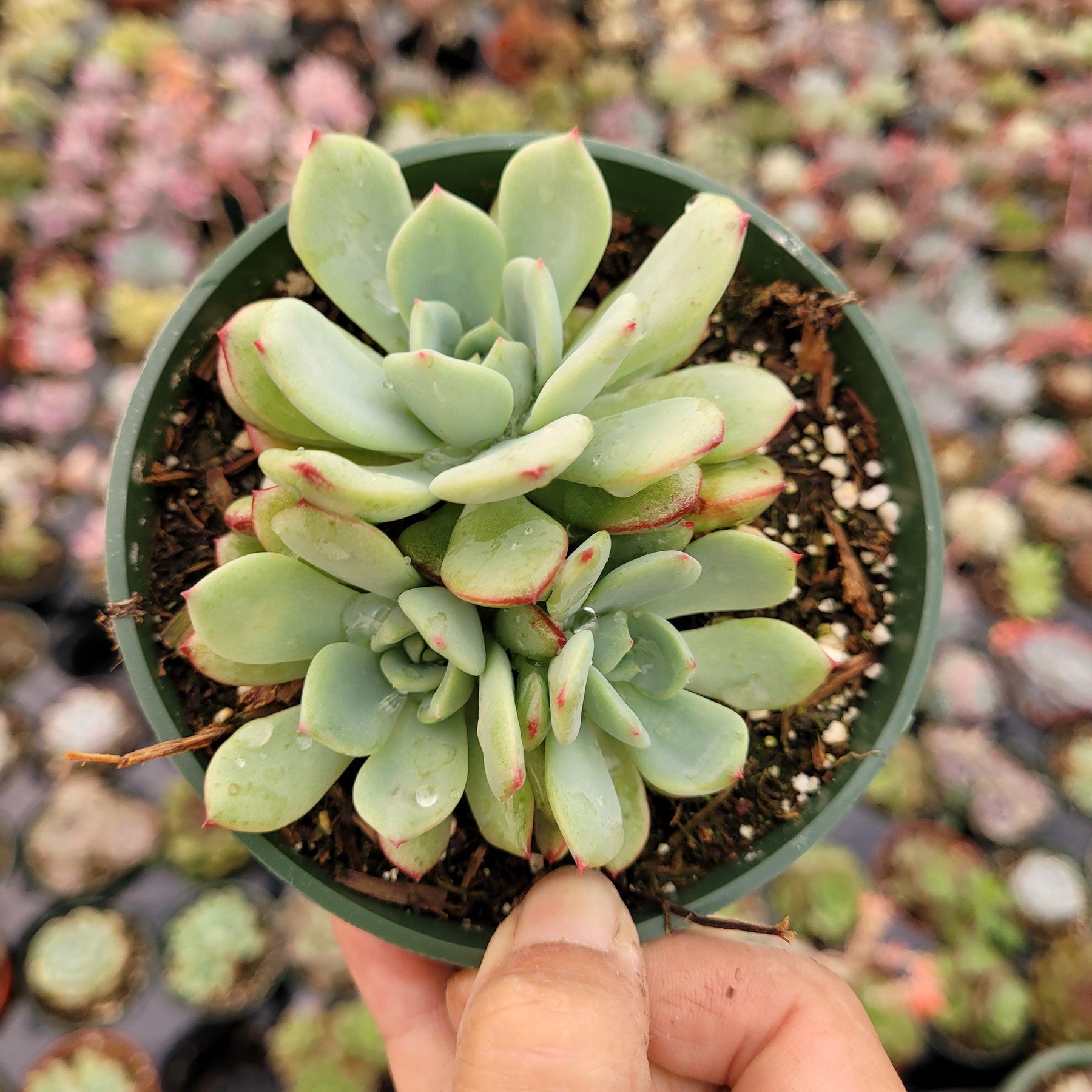 Echeveria Salmon