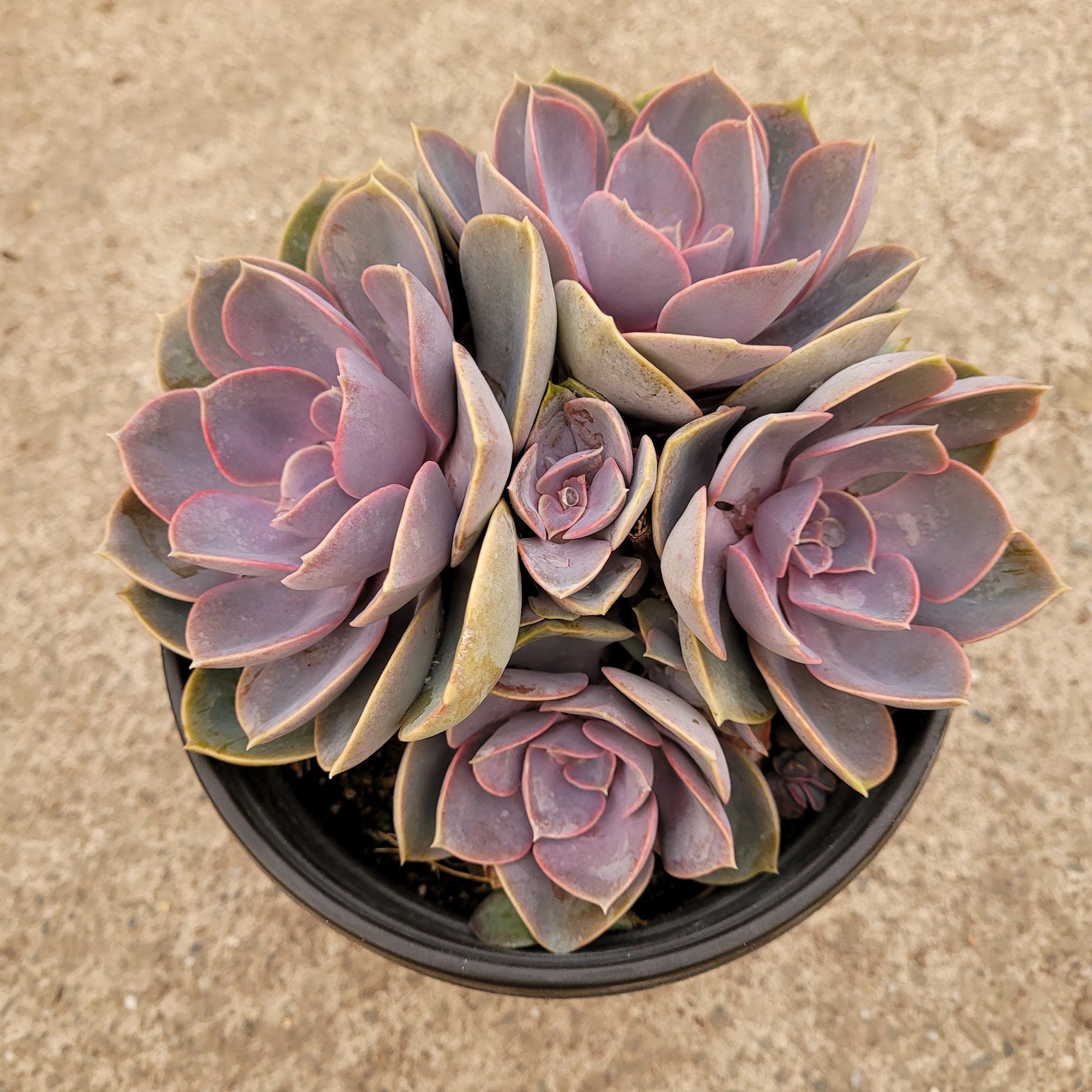 Echeveria 'Perle von Nurnberg' - Succulents Depot