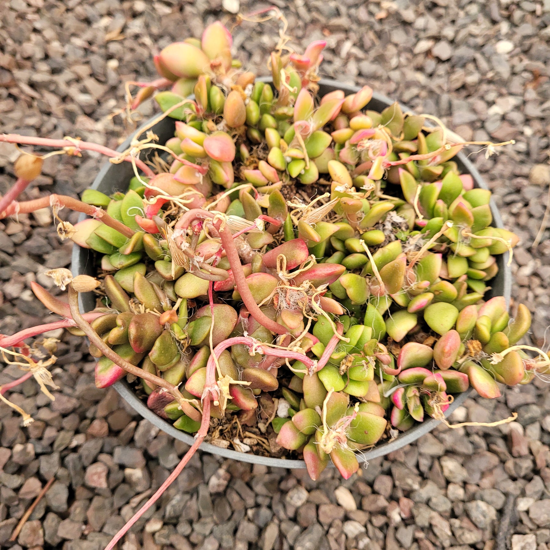 Anacampseros telephiastrum variegata 'Sunrise' - Succulents Depot