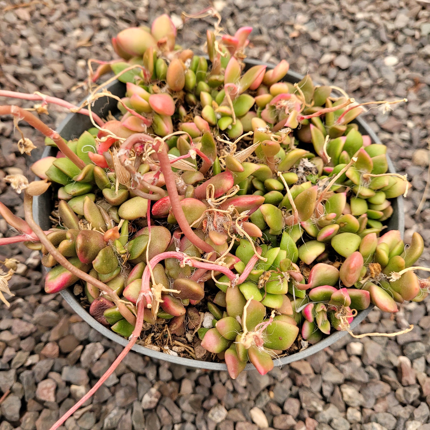 Anacampseros telephiastrum variegata 'Sunrise' - Succulents Depot