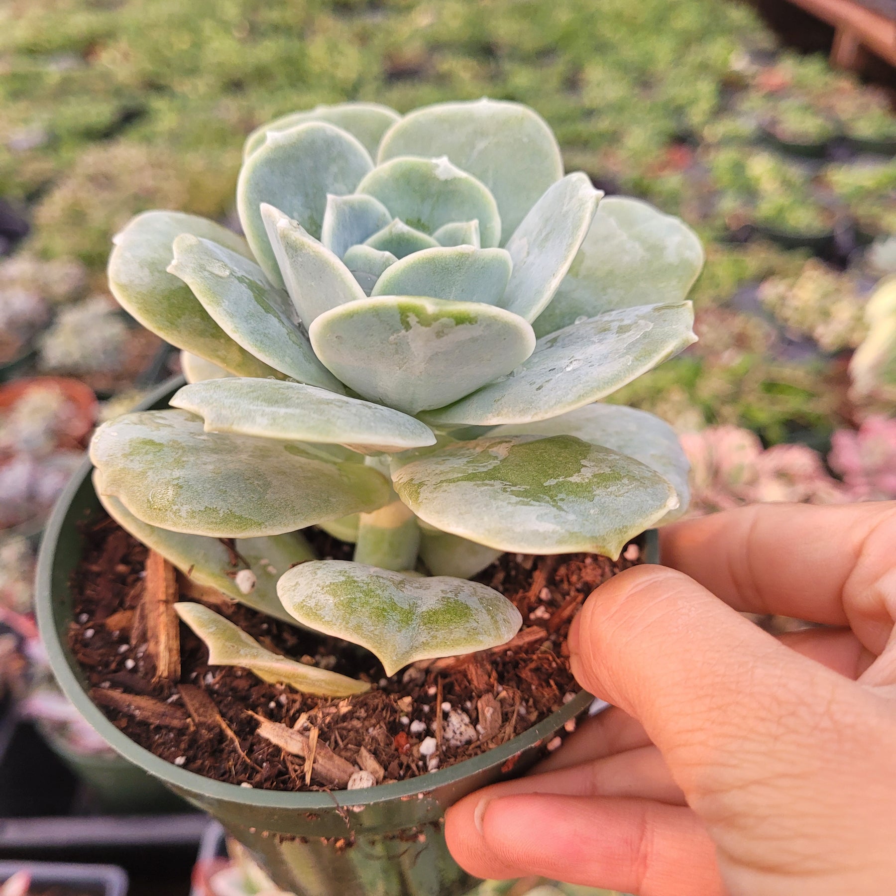 Graptoveria 'Lovely Rose' - Succulents Depot