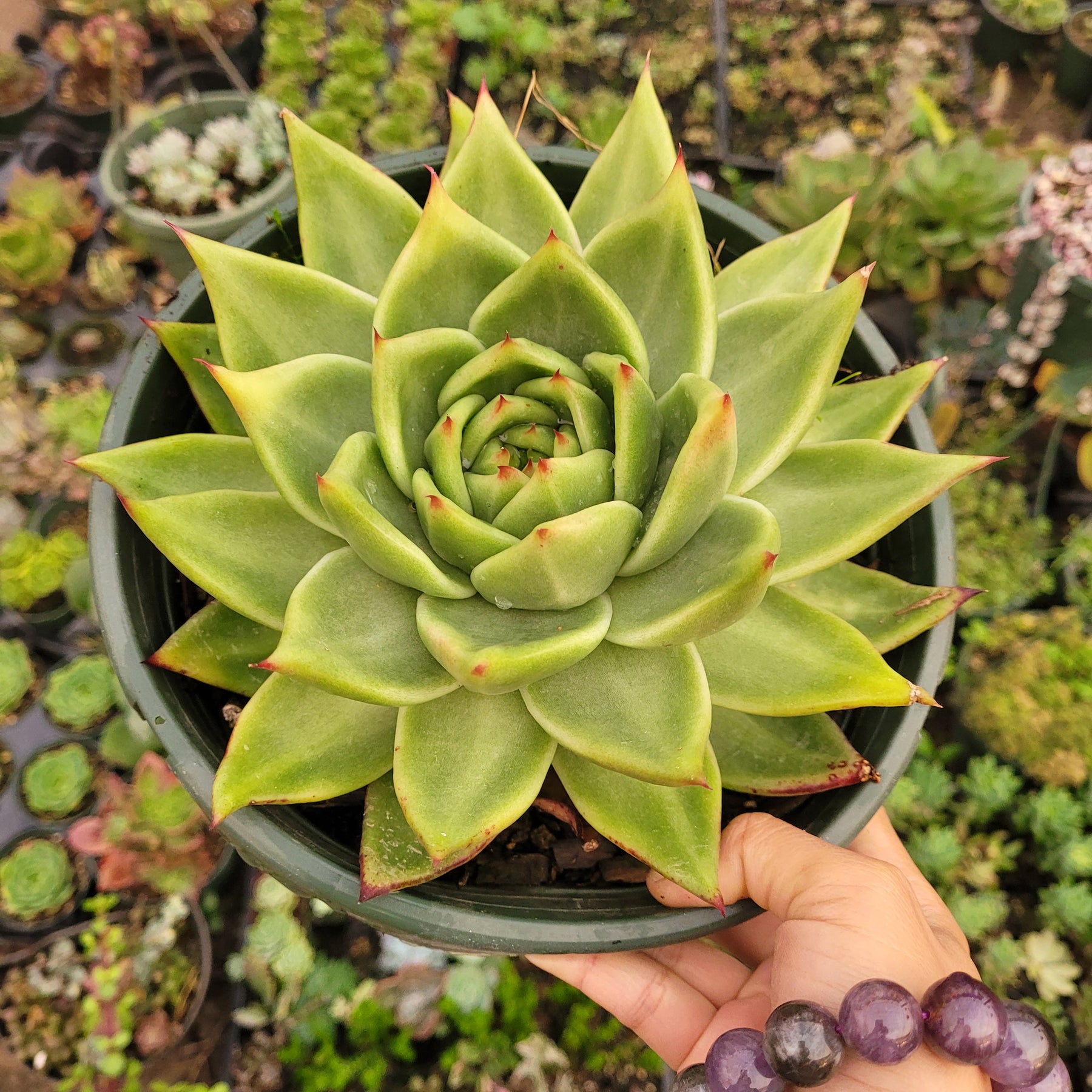 Echeveria agavoides 'Ebony' Hybrid - Succulents Depot