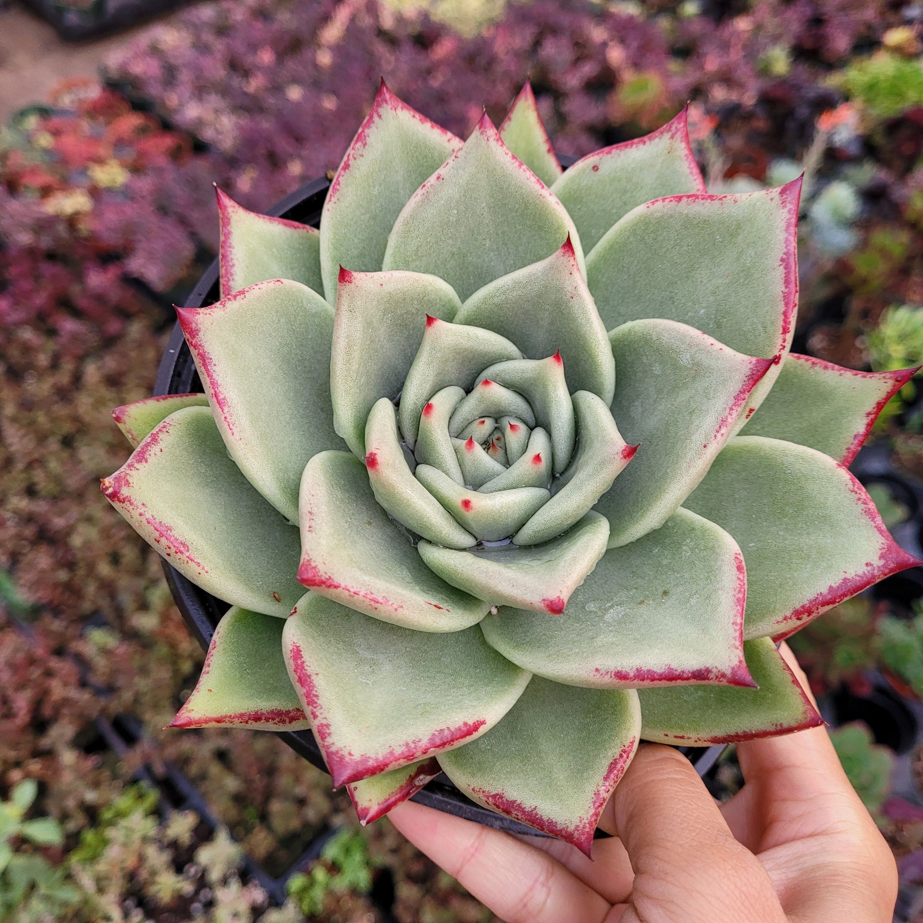 Echeveria agavoides 'Ebony' Hybrid - Succulents Depot