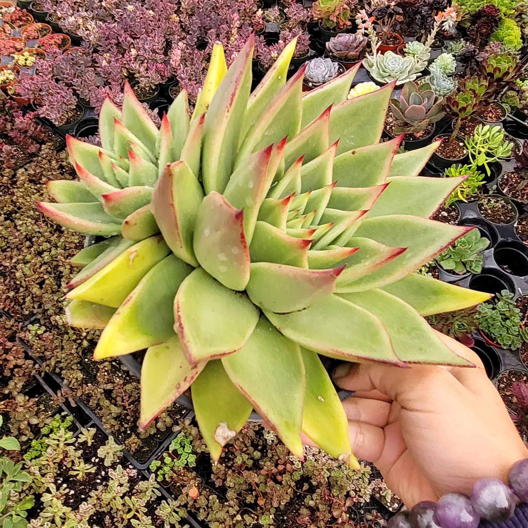 Echeveria agavoides 'Ebony' Hybrid - Succulents Depot