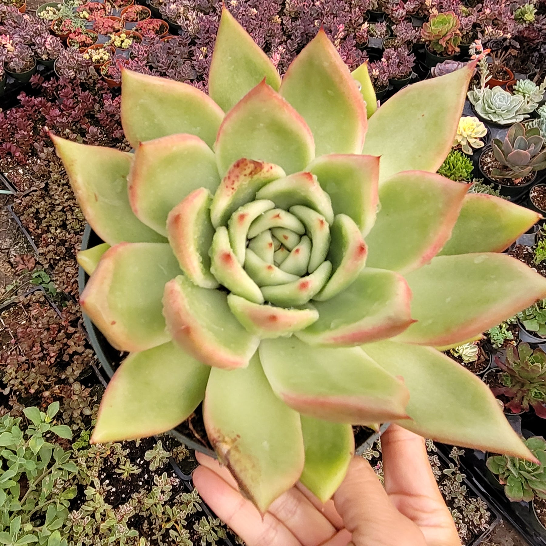 Echeveria agavoides 'Ebony' Hybrid - Succulents Depot