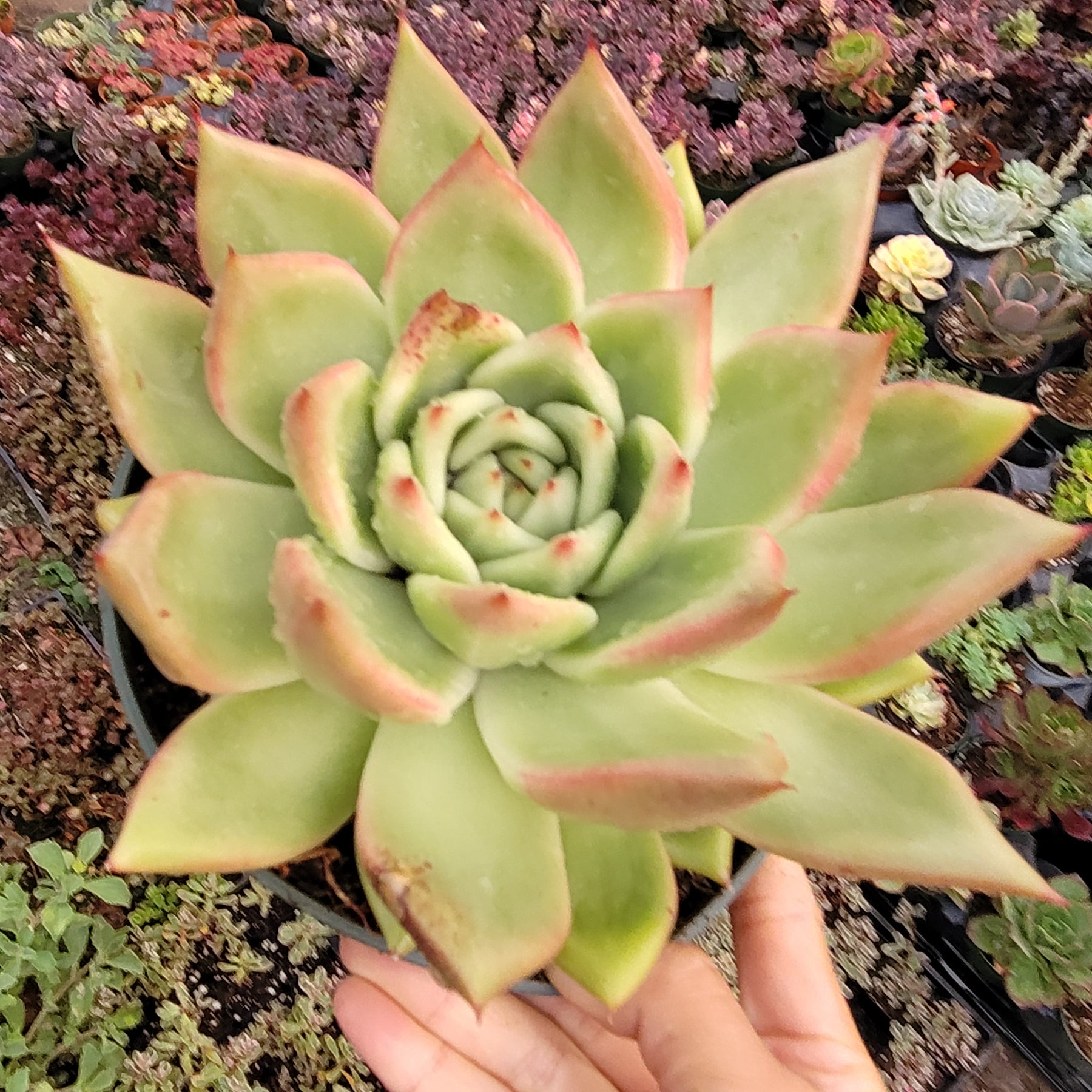 Echeveria agavoides 'Ebony' Hybrid - Succulents Depot