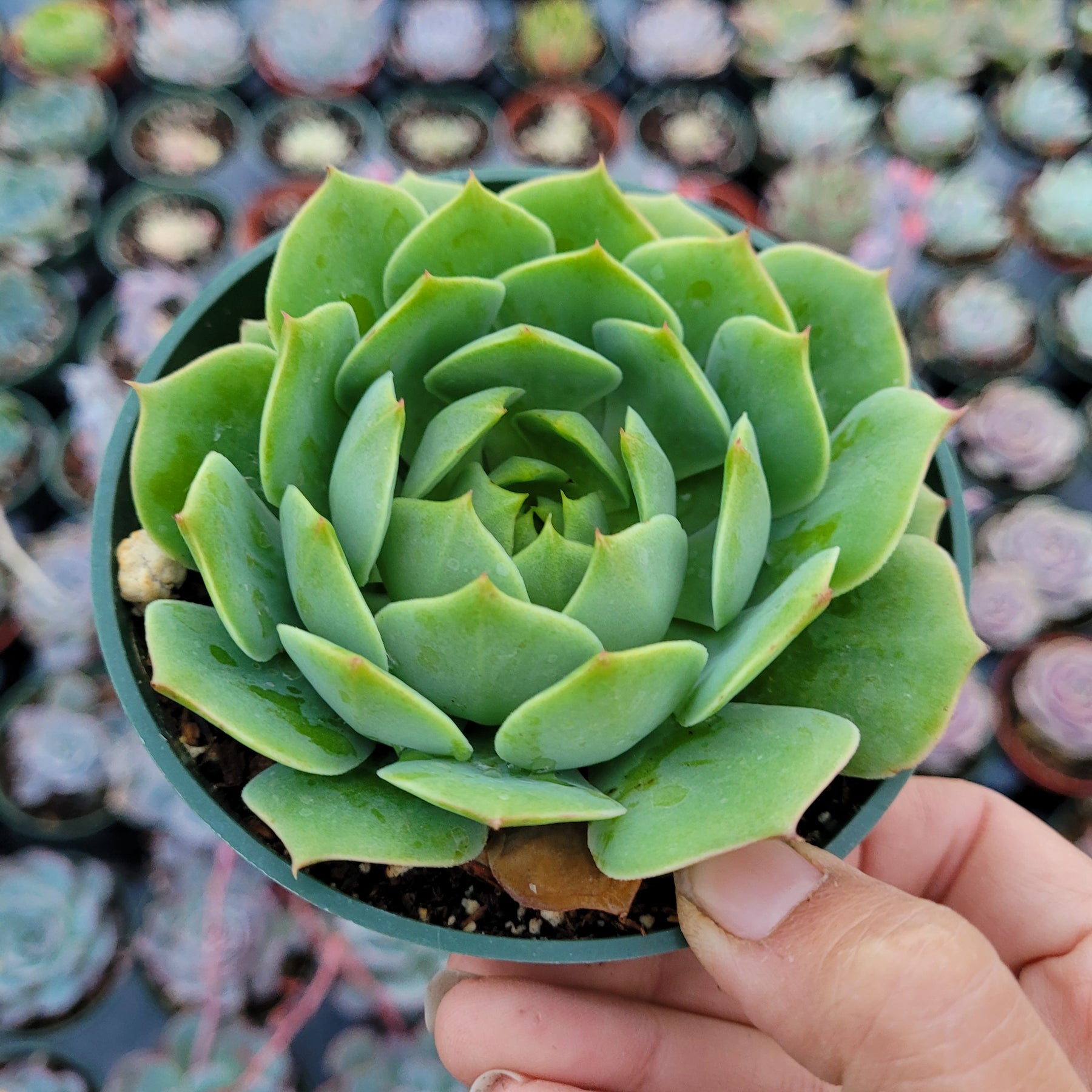 Echeveria 'Ramillette'