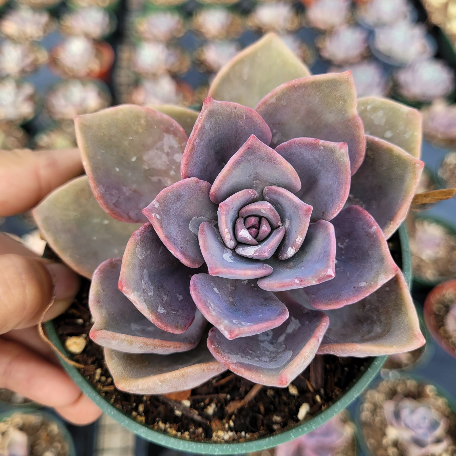 Graptoveria Mrs Richards