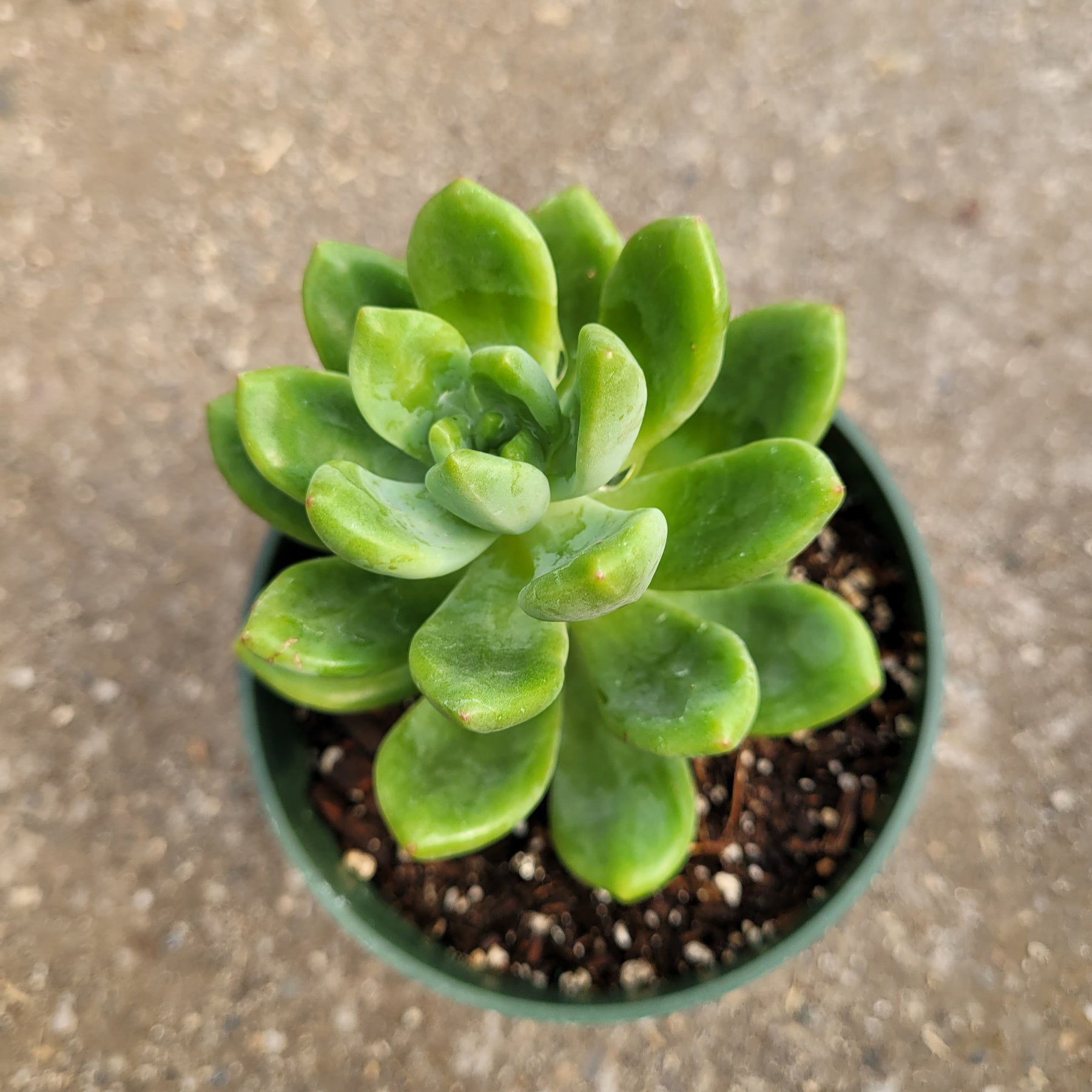 Sedum 'Alice Evans'