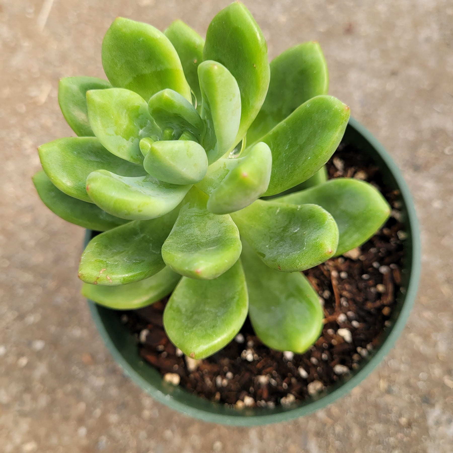 Sedum 'Alice Evans'