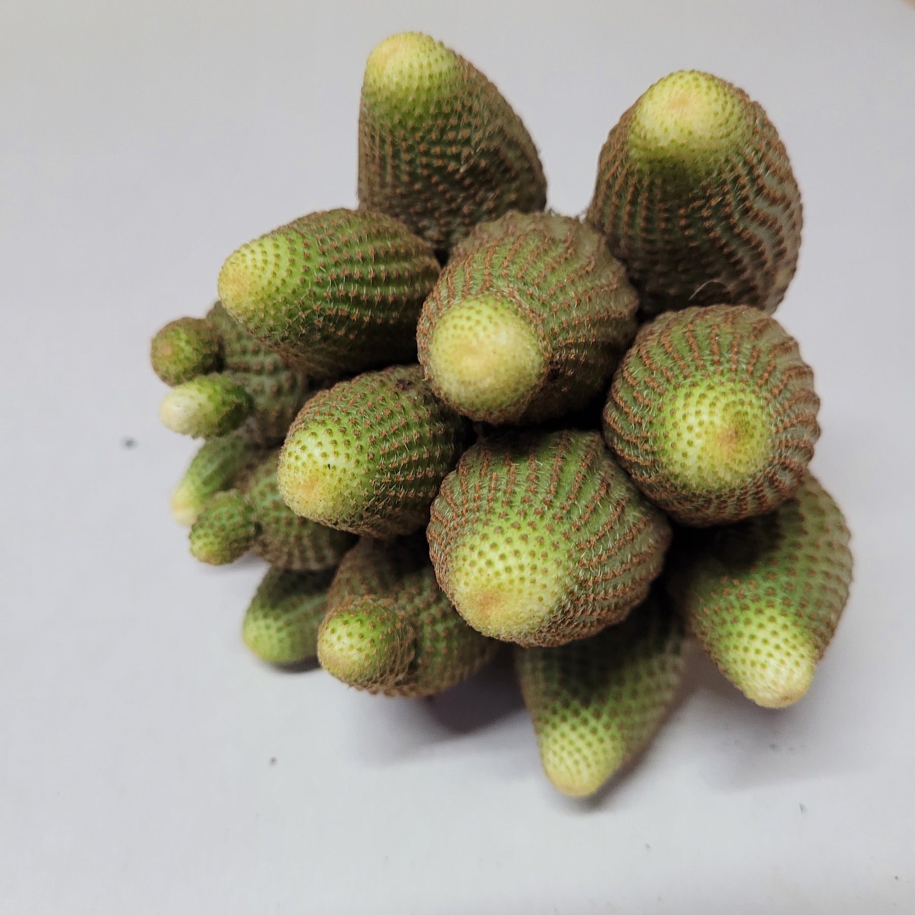 Rebutia heliosa Cactus
