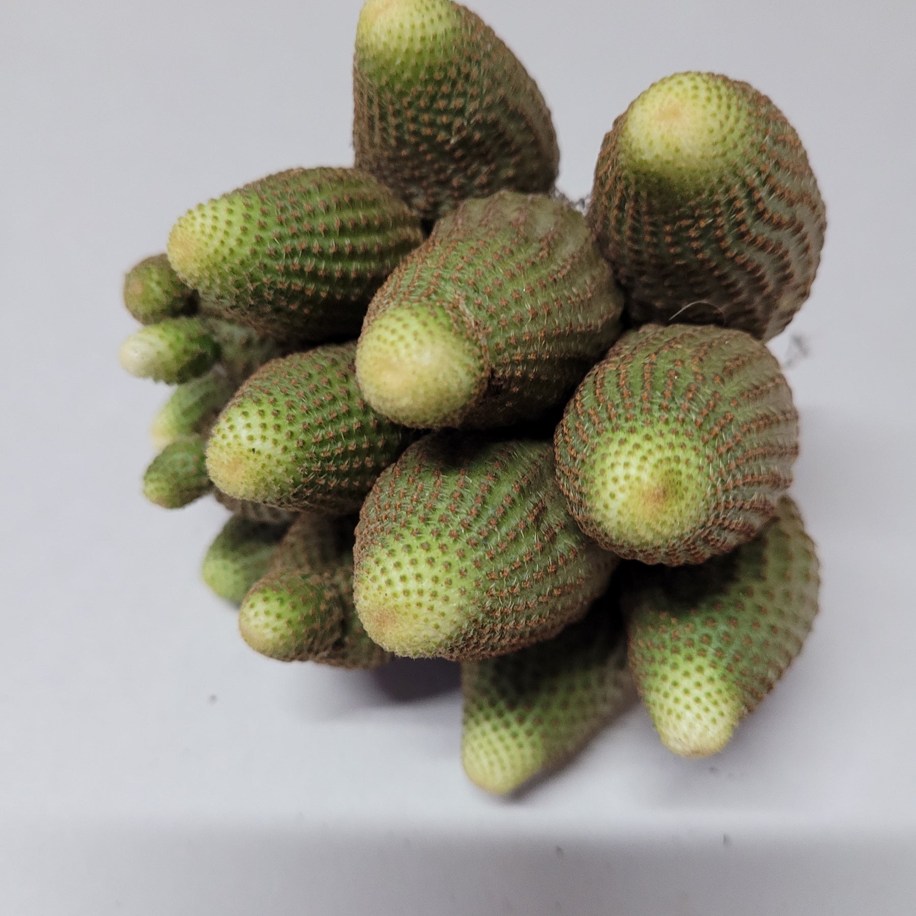 Rebutia heliosa Cactus