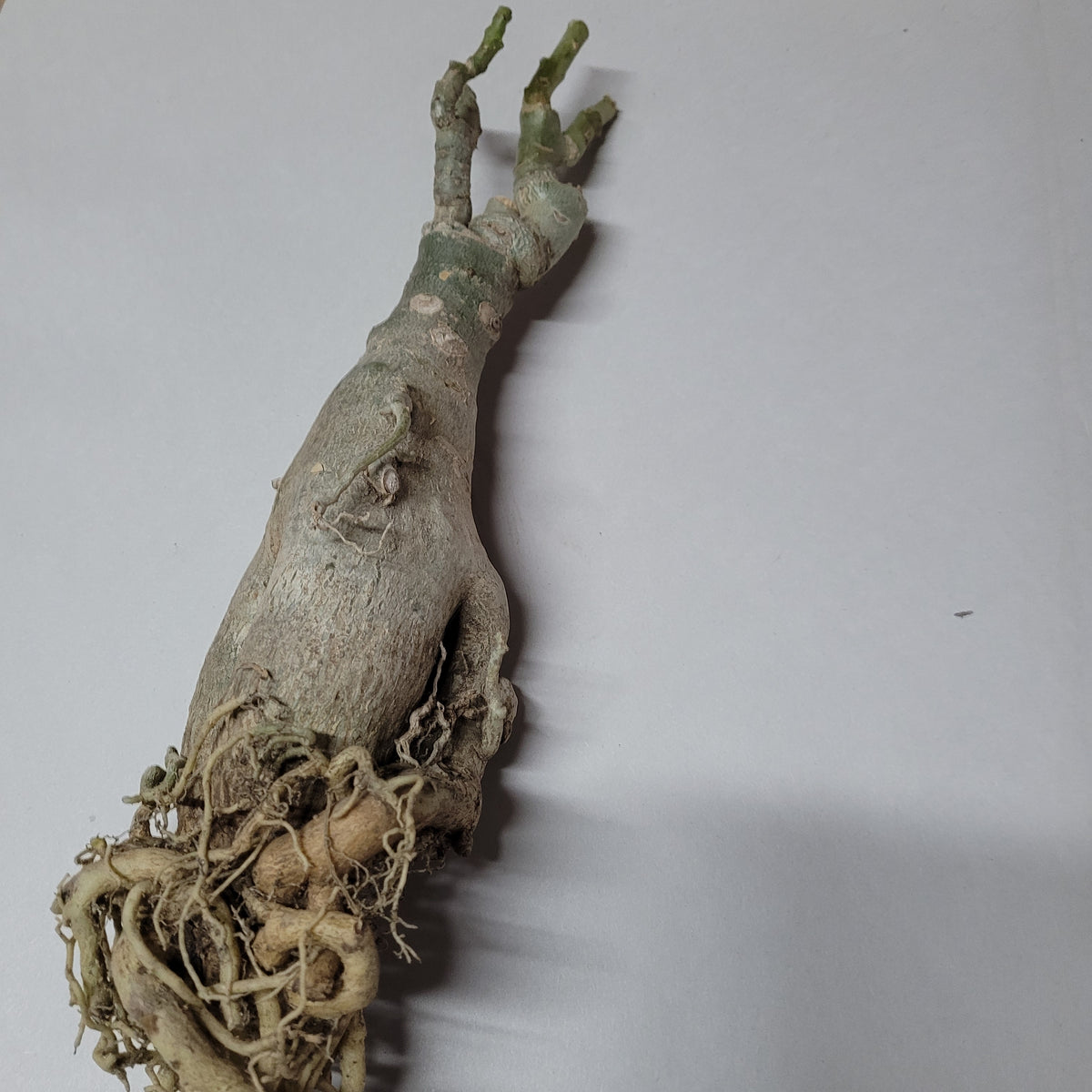 Adenium obesum caudex with fibrous roots exposed.