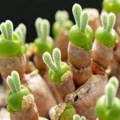 rabbit succulent planter Monilaria obconica 'Bunny Succulent'