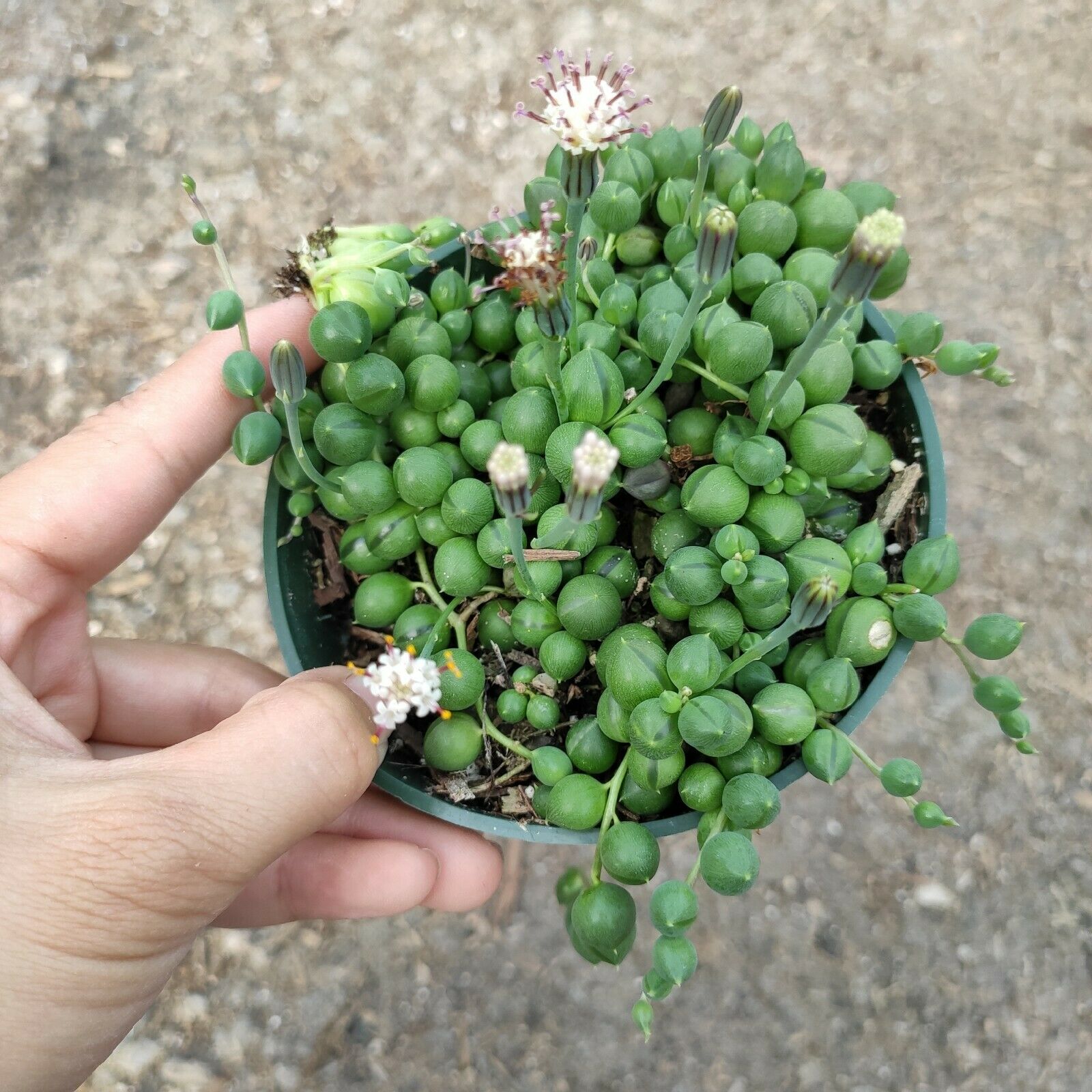 String of Pearls Senecio rowleyanus - Succulents Depot