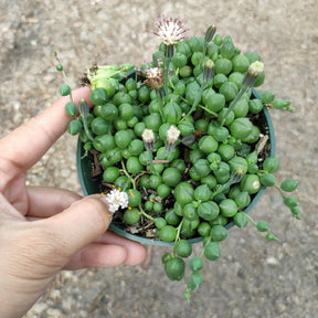 String of Pearls Senecio rowleyanus - Succulents Depot
