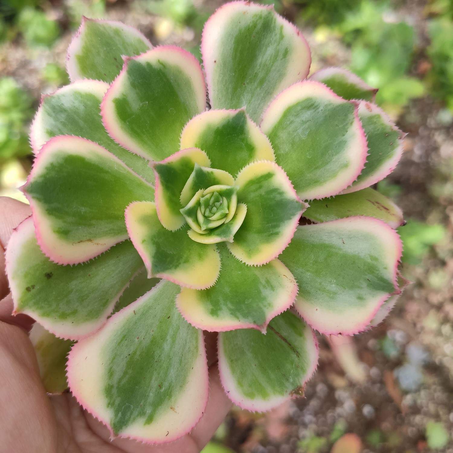 Aeonium 'Sunburst' - Succulents Depot
