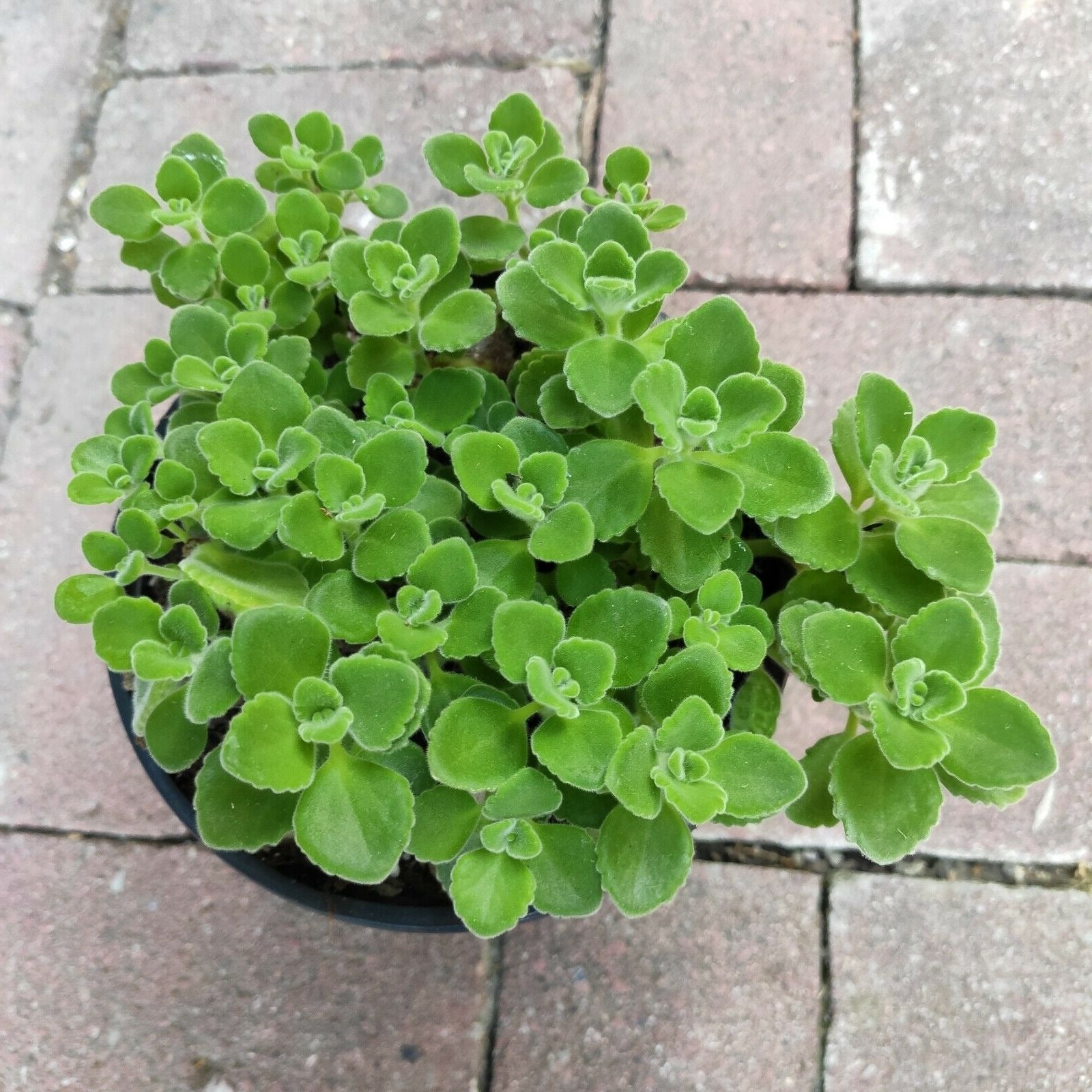 Plectranthus tomentosa - Vicks Plant - Succulents Depot