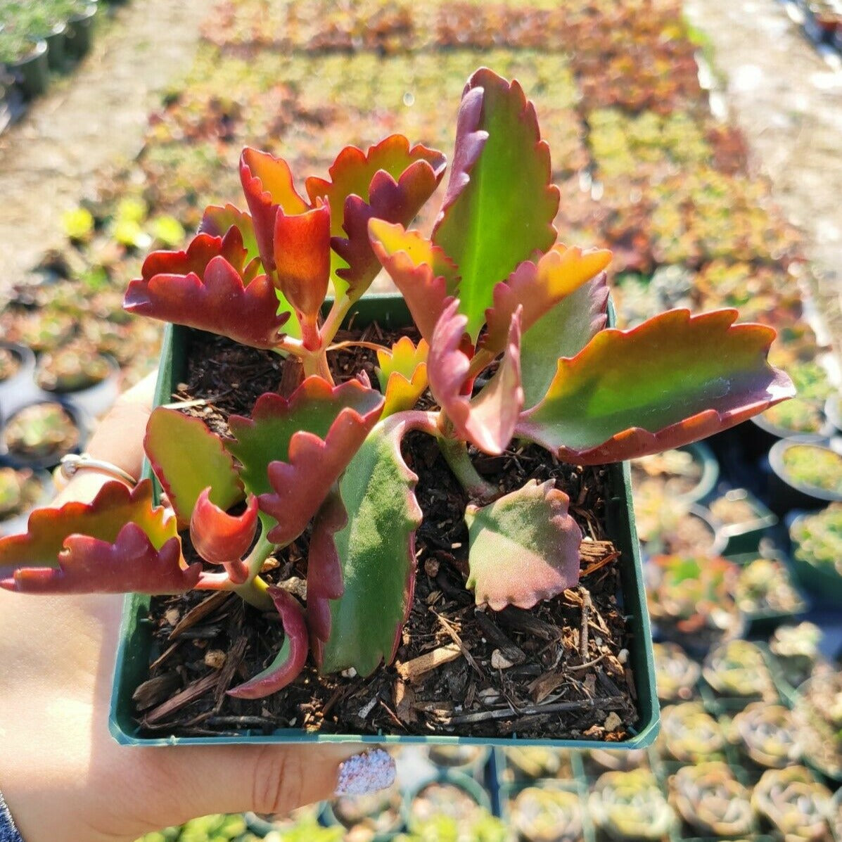 Kalanchoe sexangularis 'Six Angled Kalanchoe'