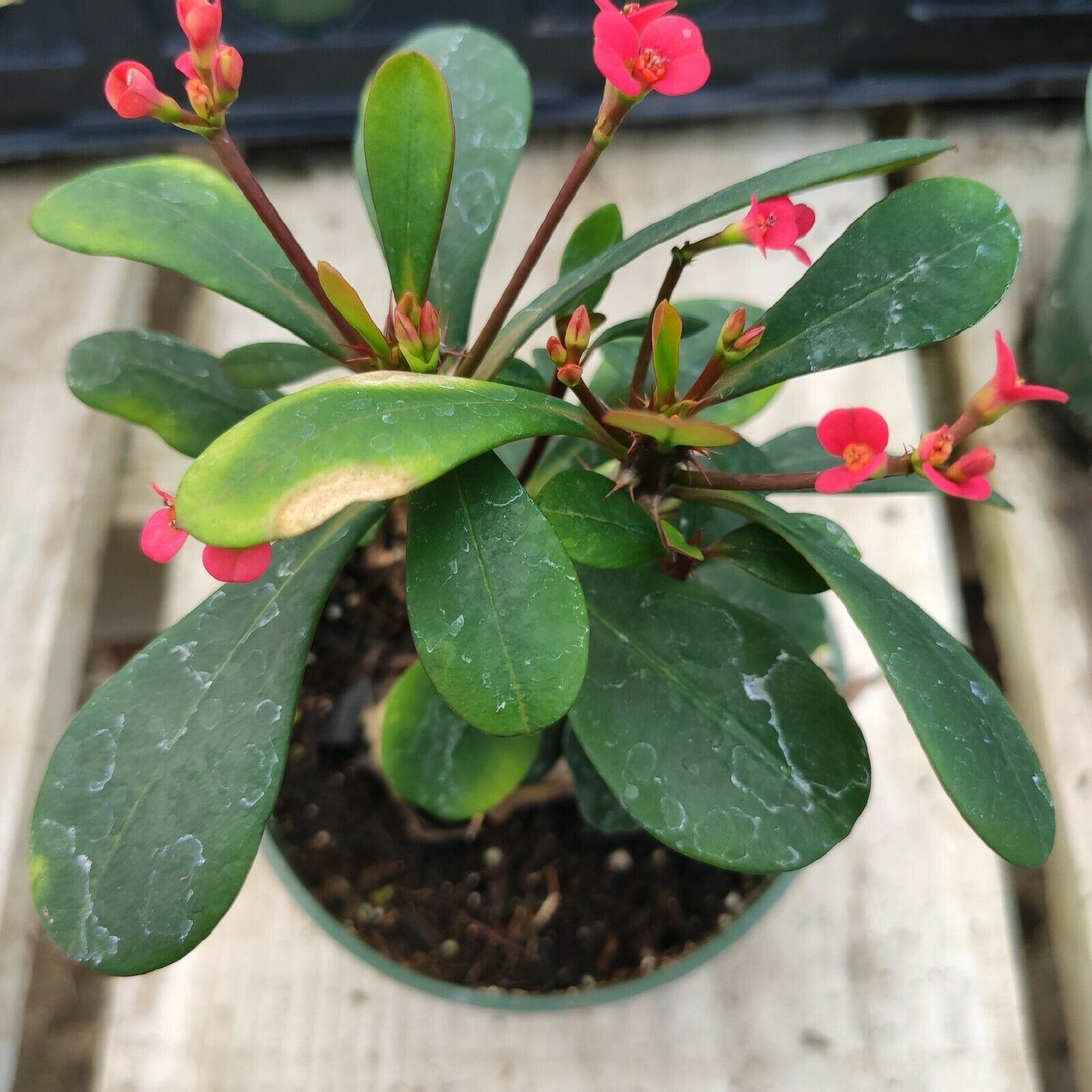 is crown of thorns plant a succulent Crown of Thorns - Euphorbia milii - Blooming Succulent Plant