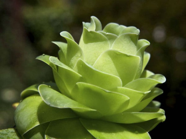 gigantea succulent Aeonium diplocyclum var. gigantea