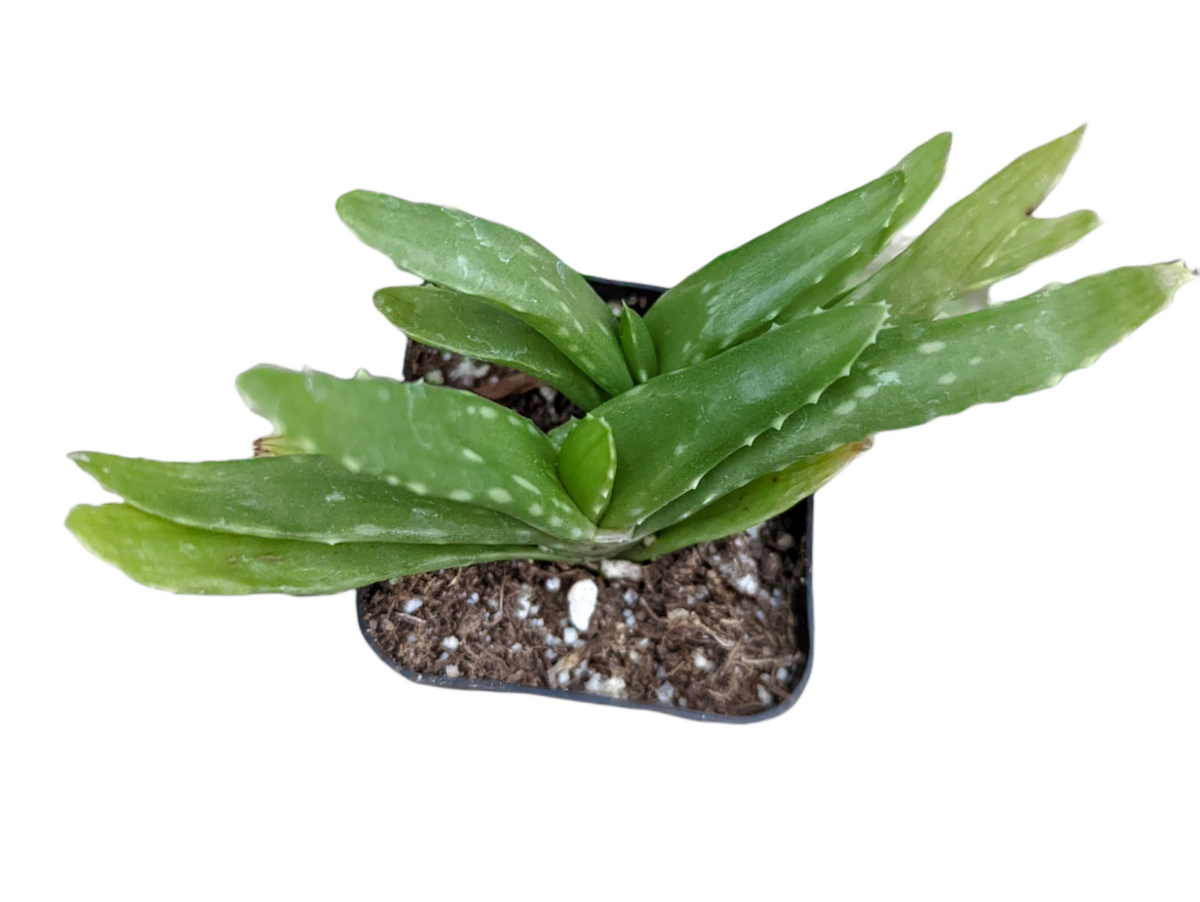 Aloe Vera potted succulent with elongated, green rosettes.