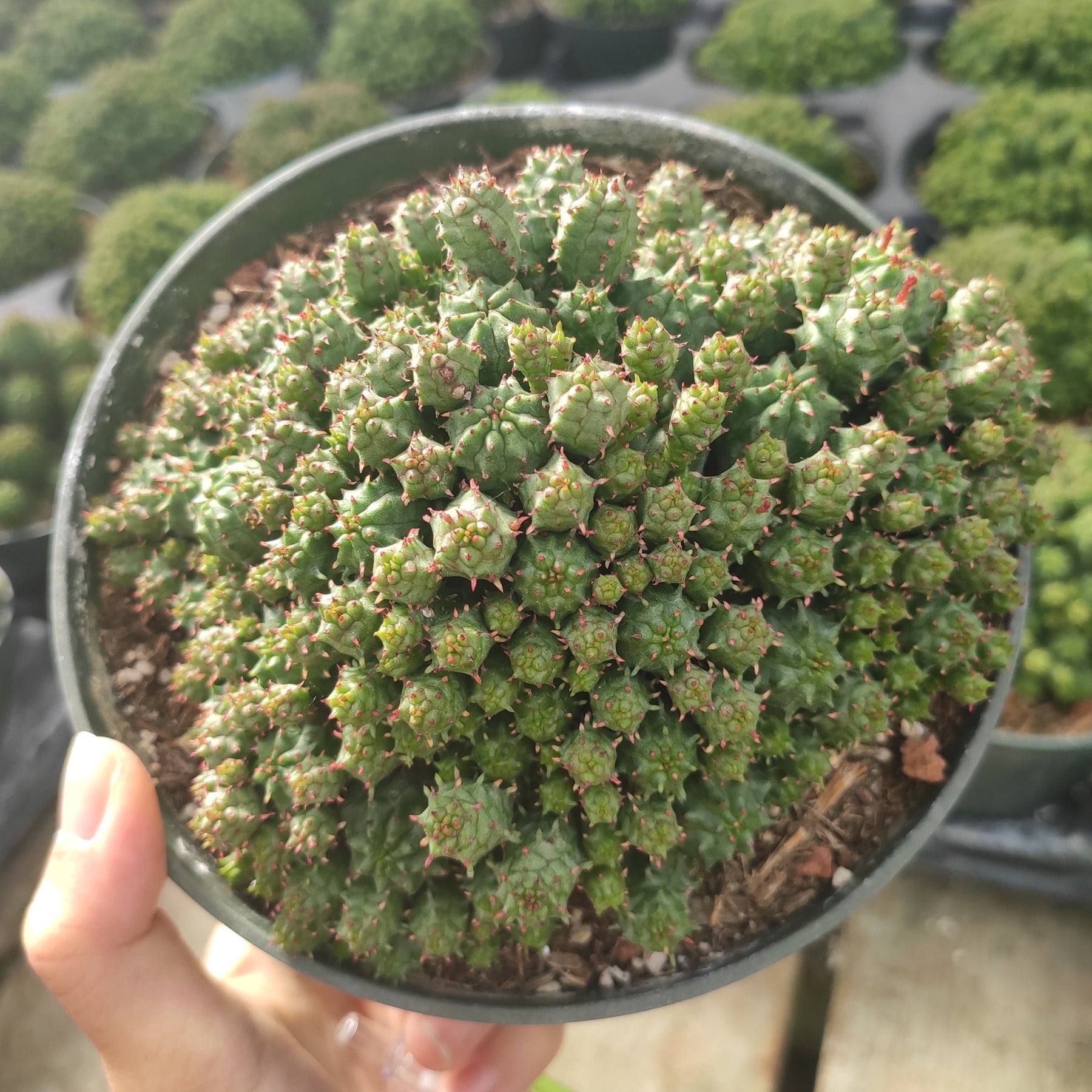 Euphorbia monstrose - Succulents Depot