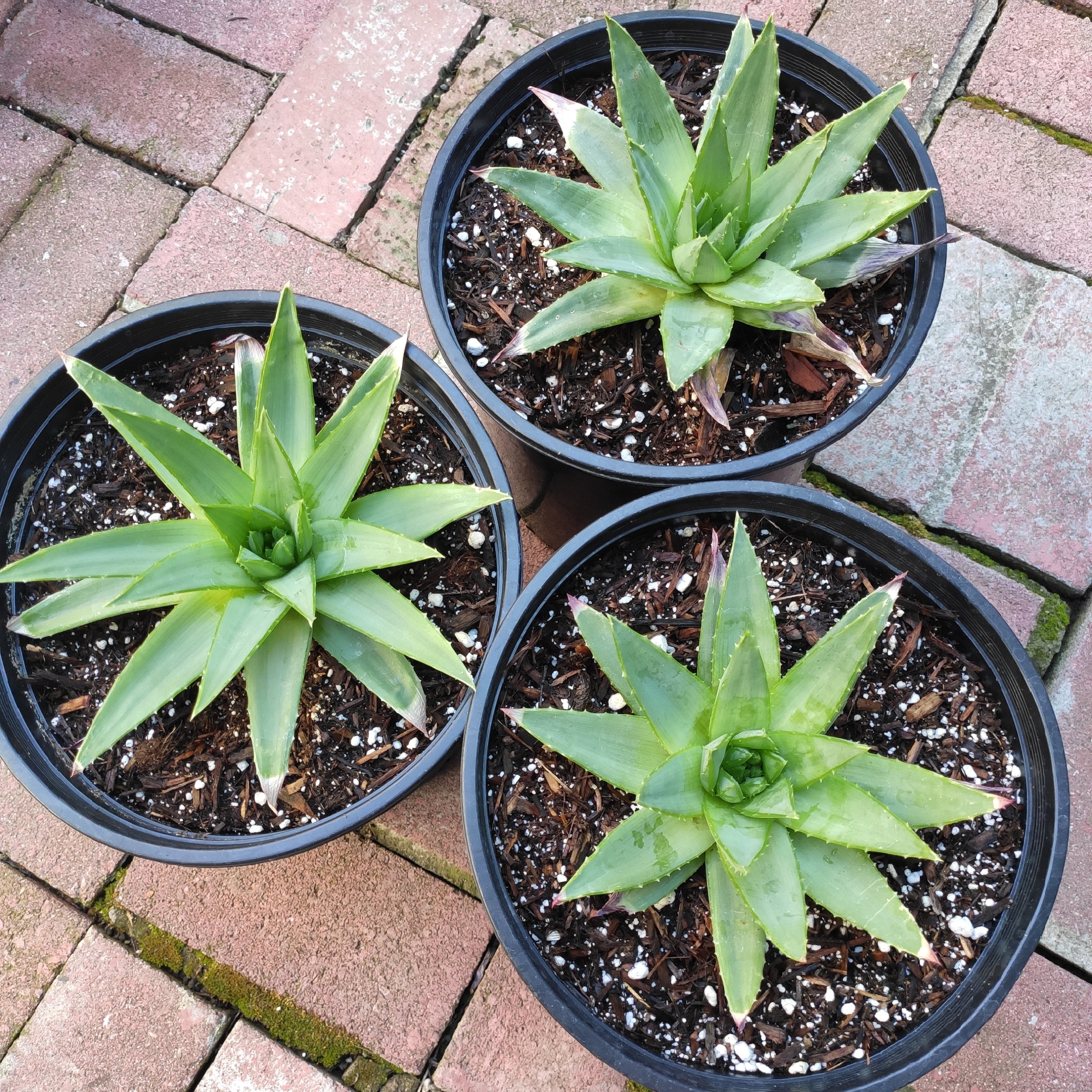 Aloe polyphylla 'Spiral Aloe'
