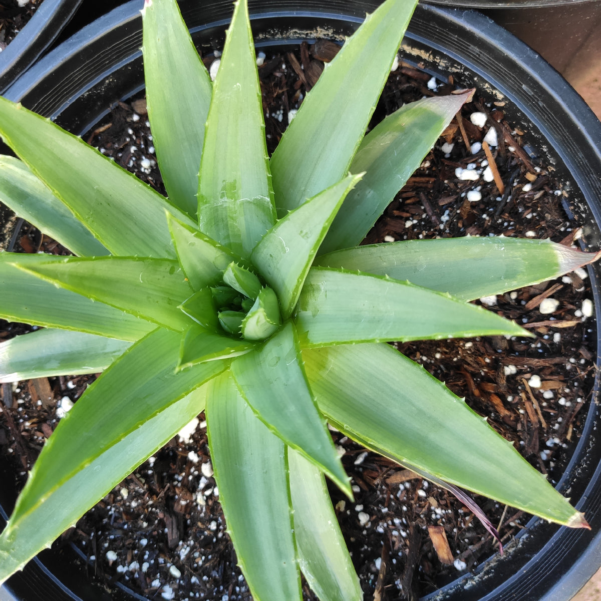 Aloe polyphylla 'Spiral Aloe' plant in pot.