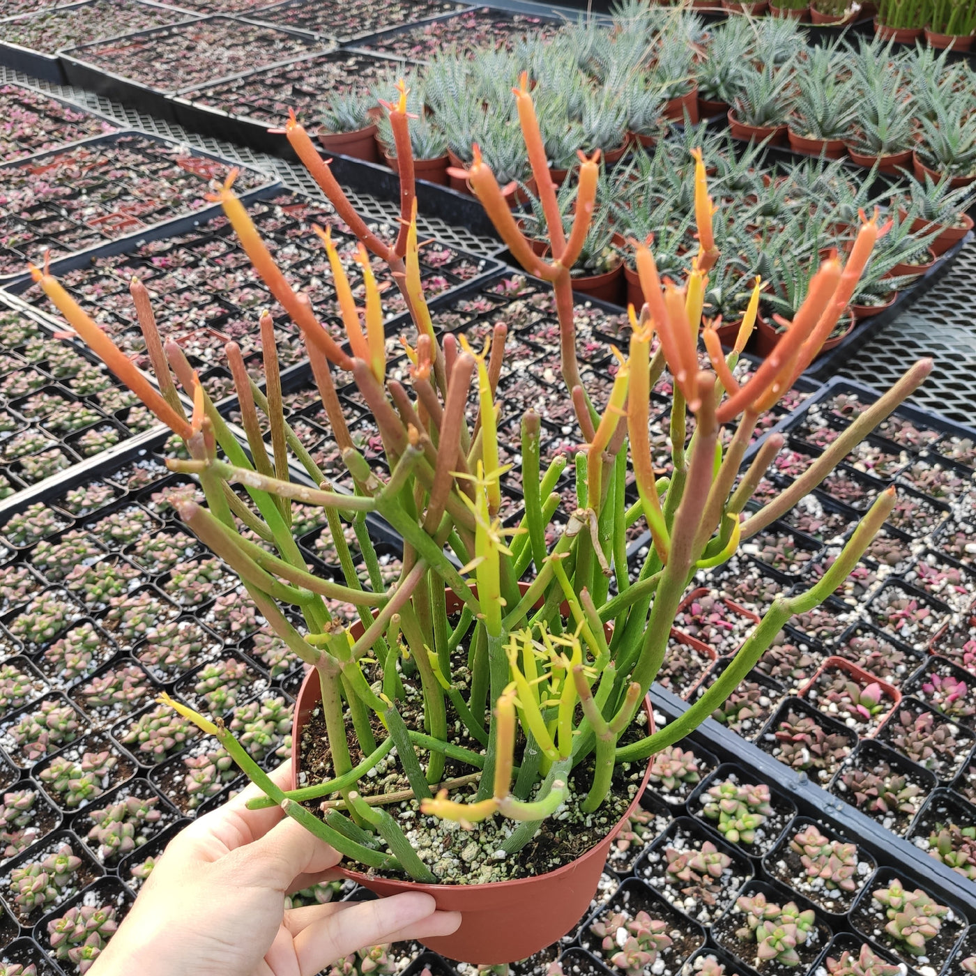 Euphorbia tirucalli 'Sticks on Fire' - Succulents Depot