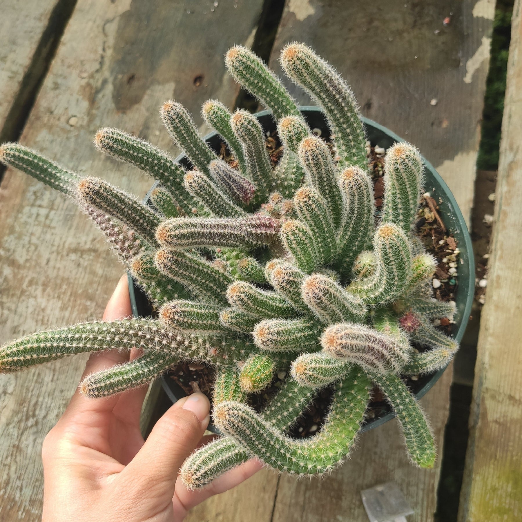 Echinopsis chamaecereus Peanut Cactus - Succulents Depot
