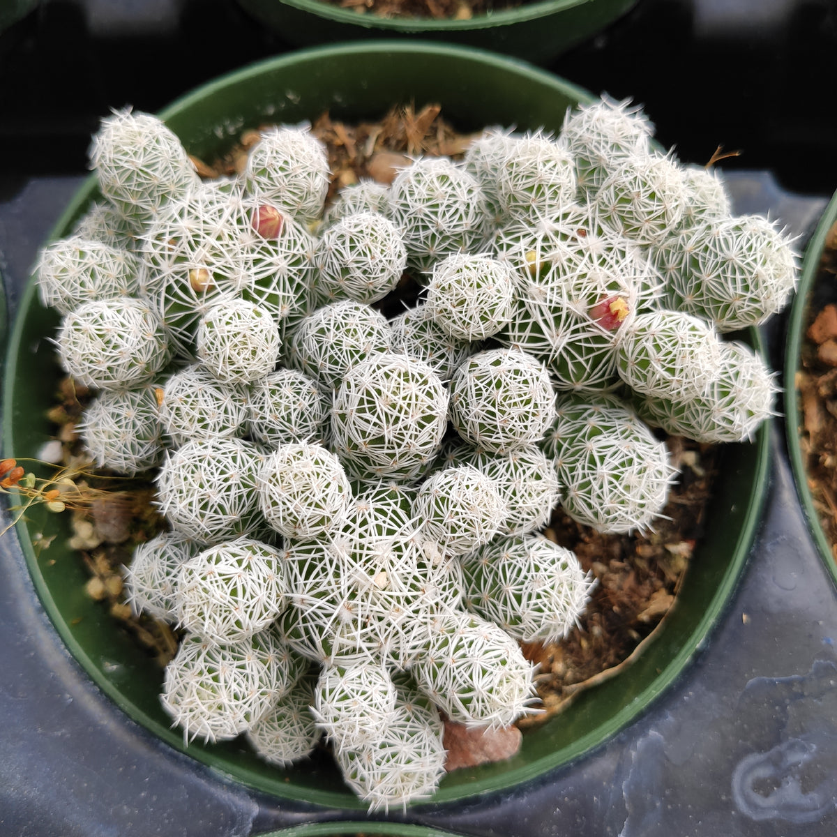 Mammillaria Gracilis Fragilis Cactus - Succulents Depot