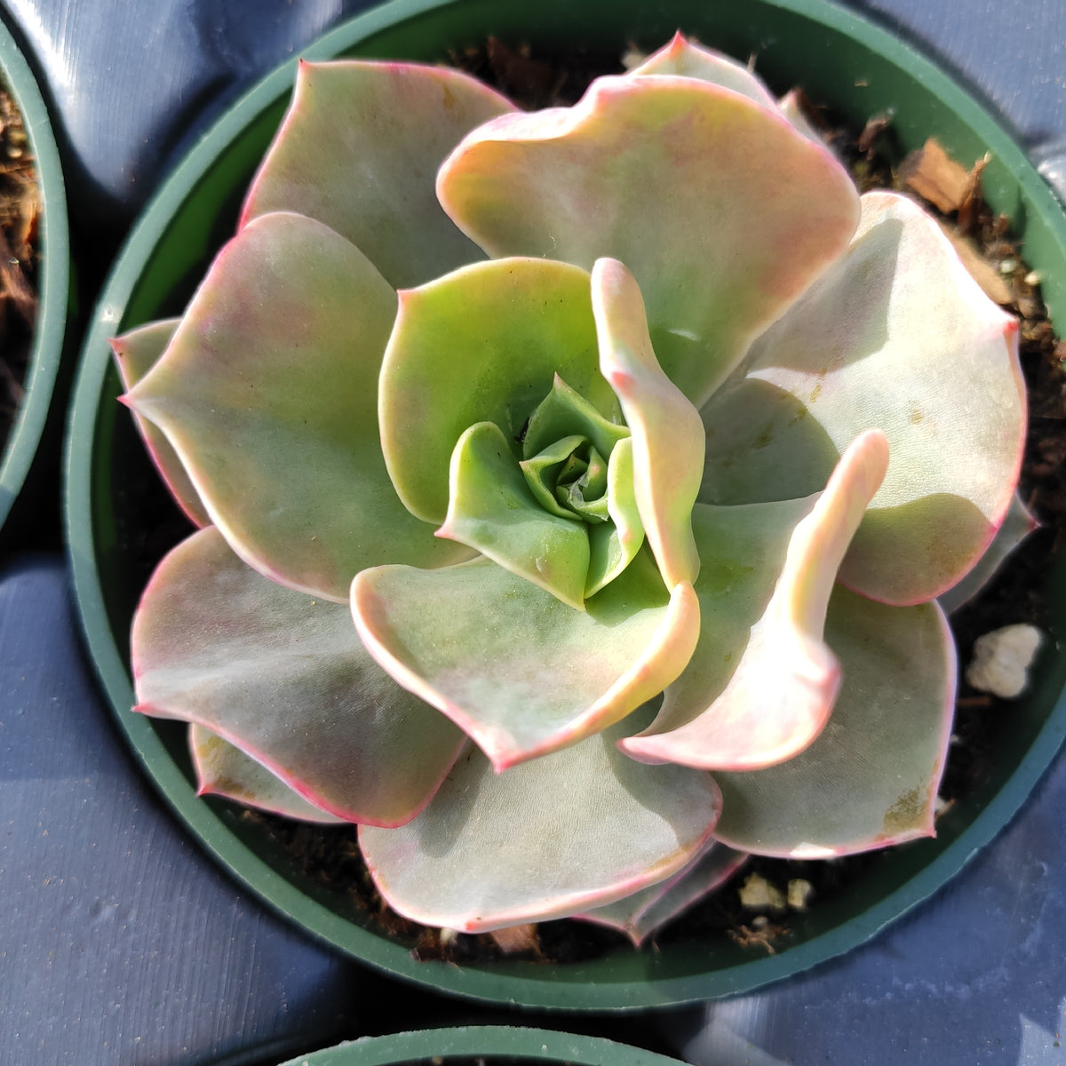 Echeveria 'Lolita' in small nursery pot.