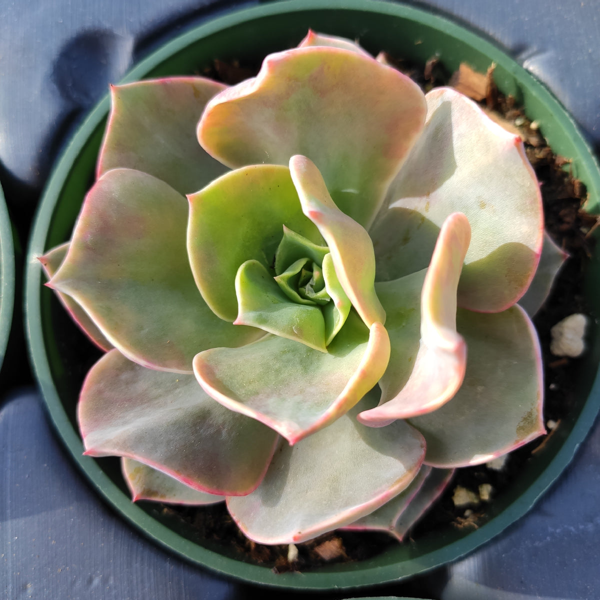 Echeveria 'Lolita' succulent with pink-tinted rosette leaves.