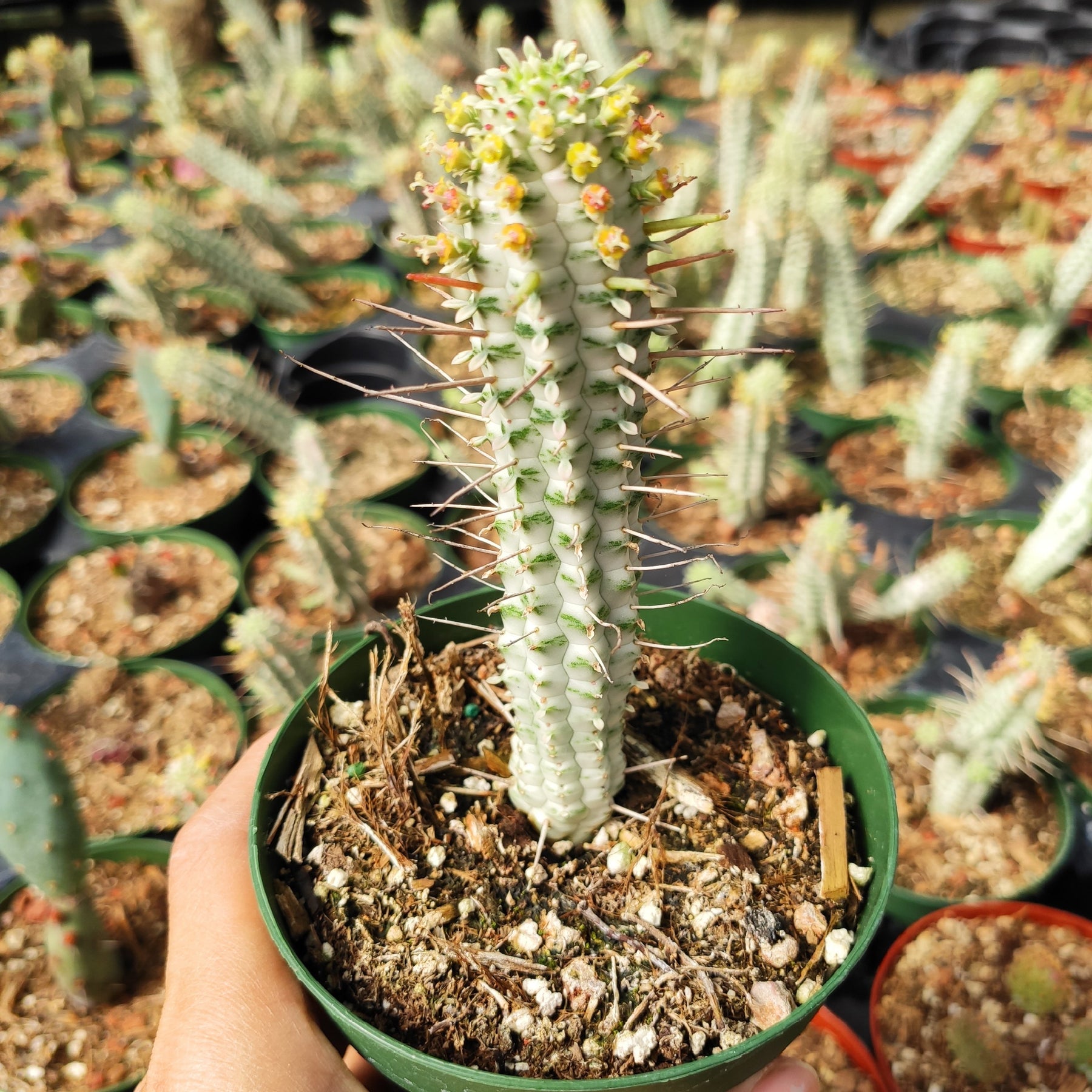 Variegated Corn Cob Cactus Euphorbia mammillaris - Succulents Depot