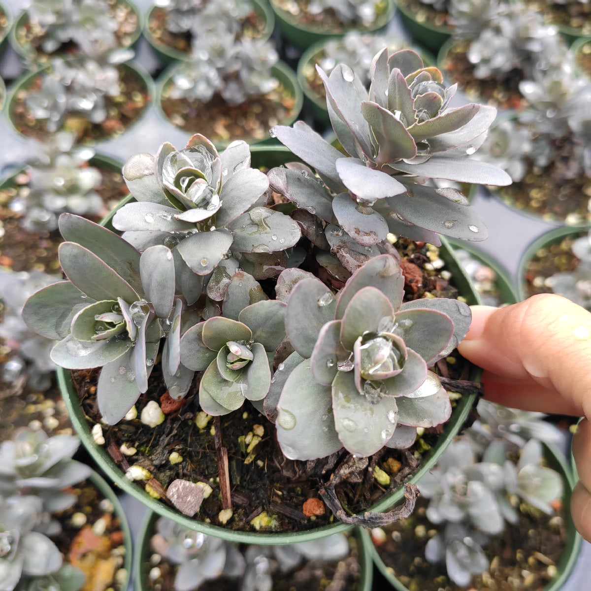 Sedum Marina succulent in green pot with water droplets.