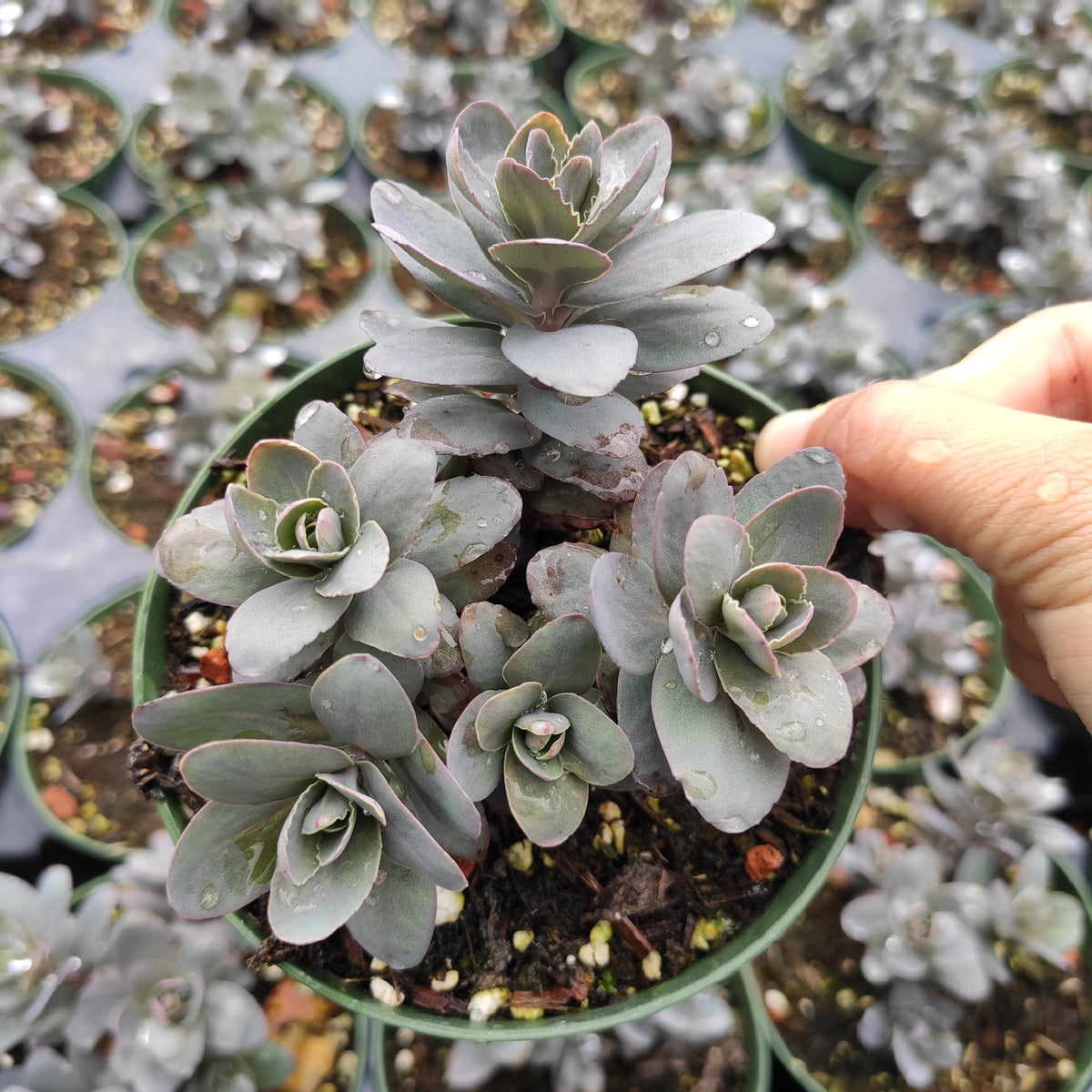 Sedum Marina succulent with grey-green rosettes and pink-edged leaves.