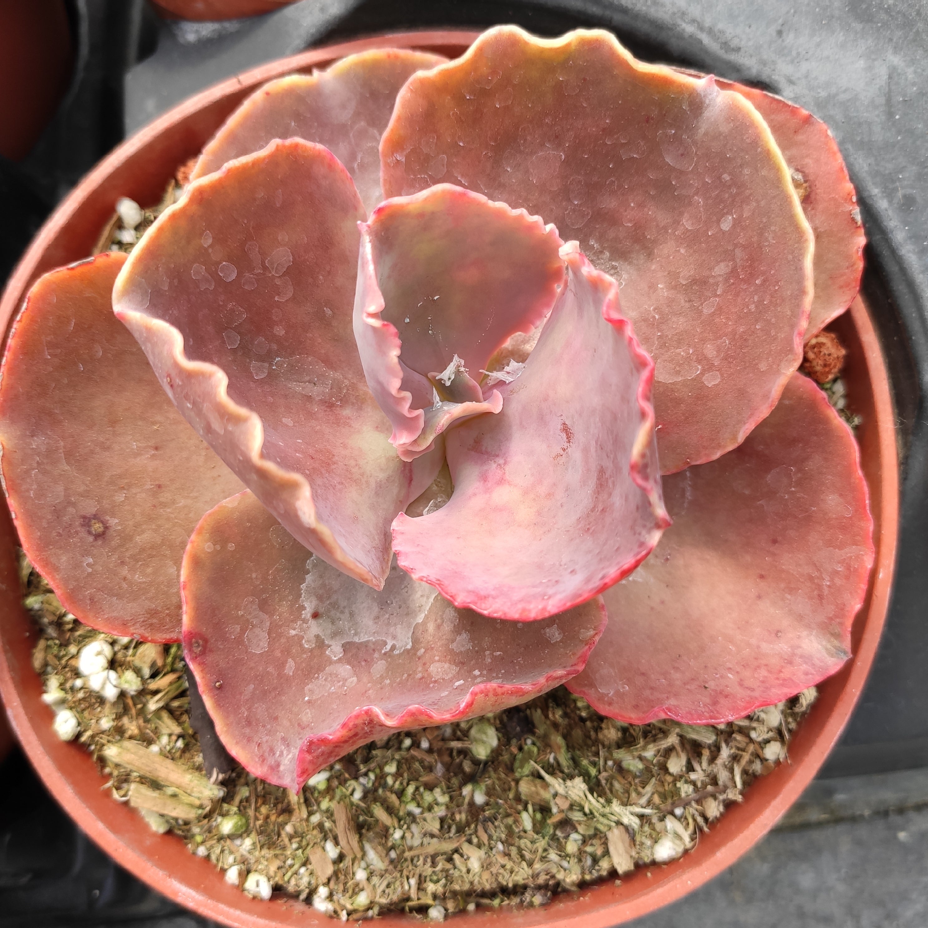 succulent with sweet nectar Echeveria 'Bittersweet'
