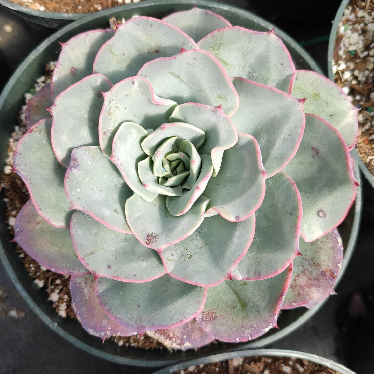 Echeveria 'Atlantis' succulent with blue-green leaves and pink edges.