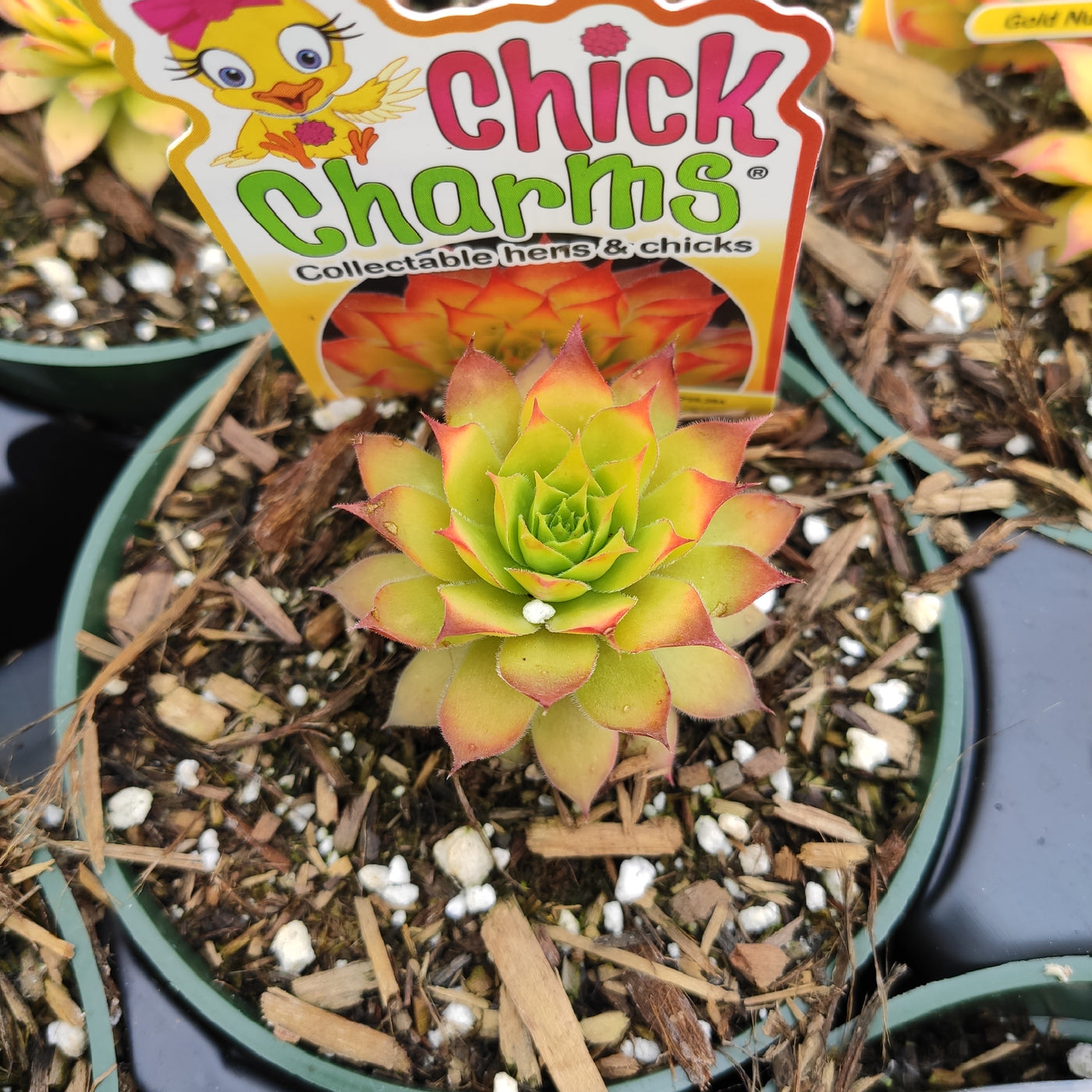 Sempervivum Chick Charms® Gold Nugget™ in nursery pot.