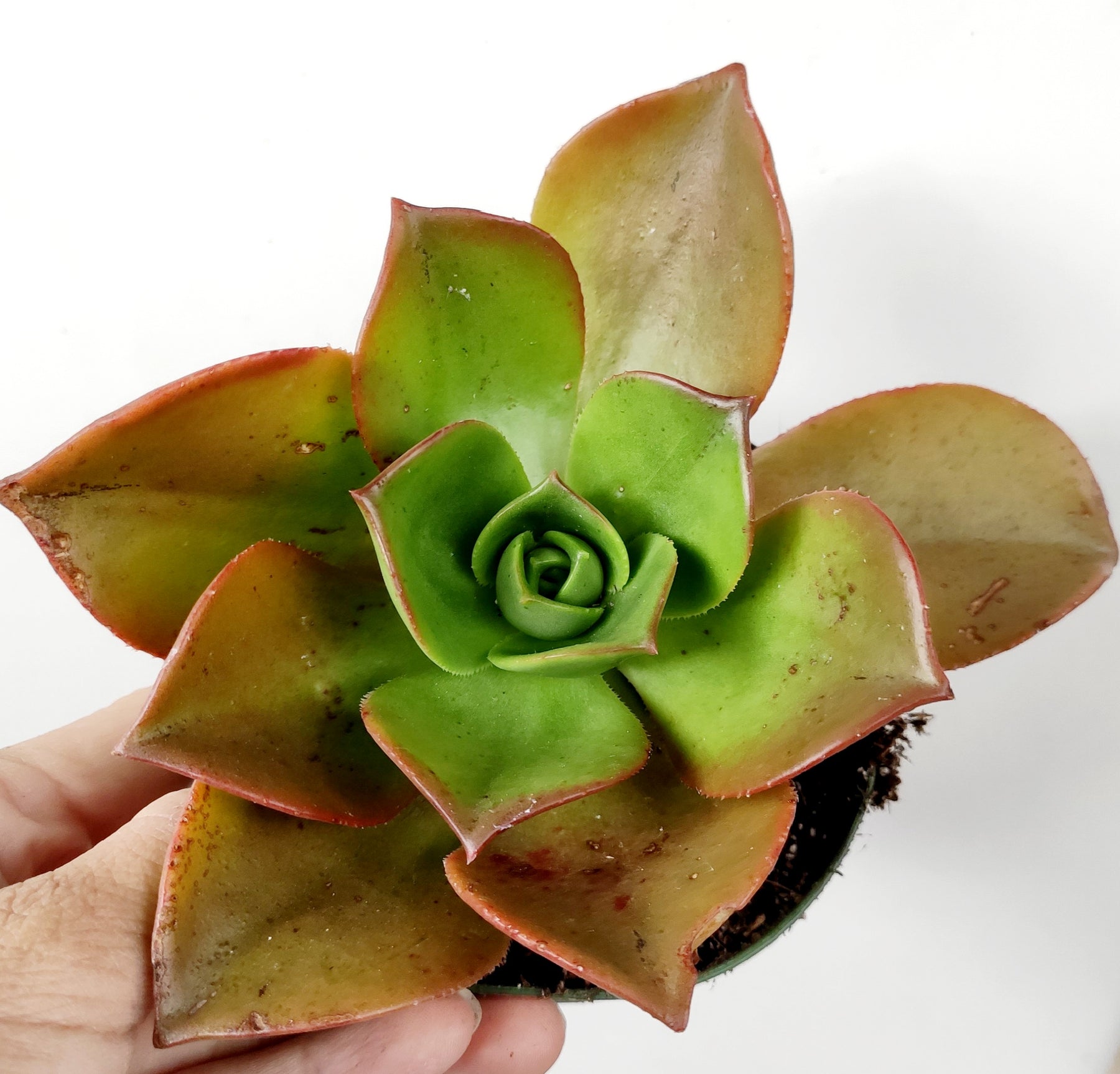 Aeonium nobile succulent with reddish-brown leaf edges in hand.