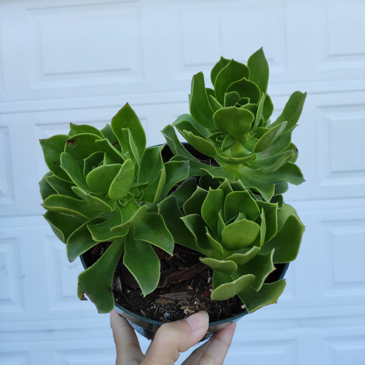 Aeonium Arboreum cv. - Succulents Depot