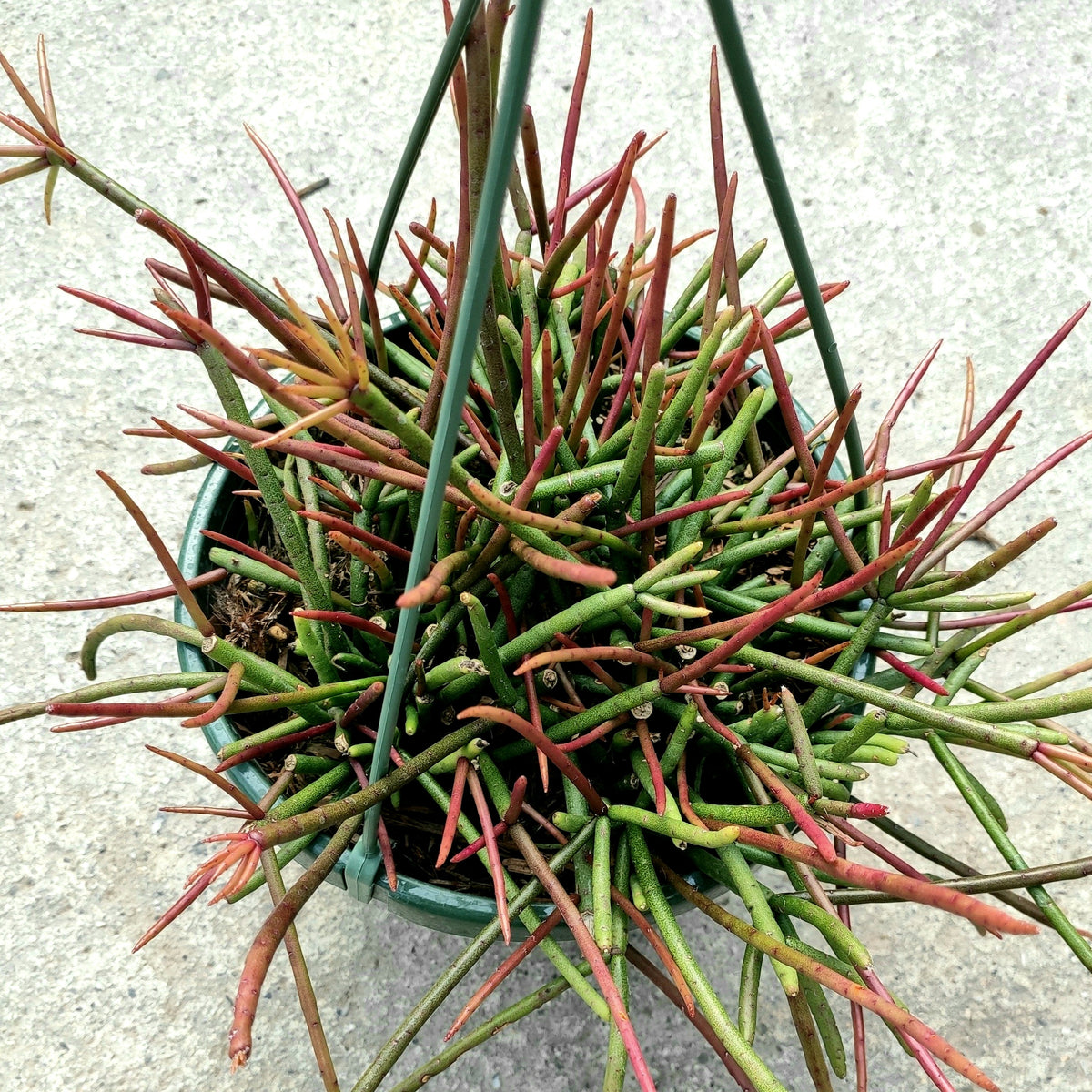 Rhipsalis quellebambensis in hanging pot with slender green stems.