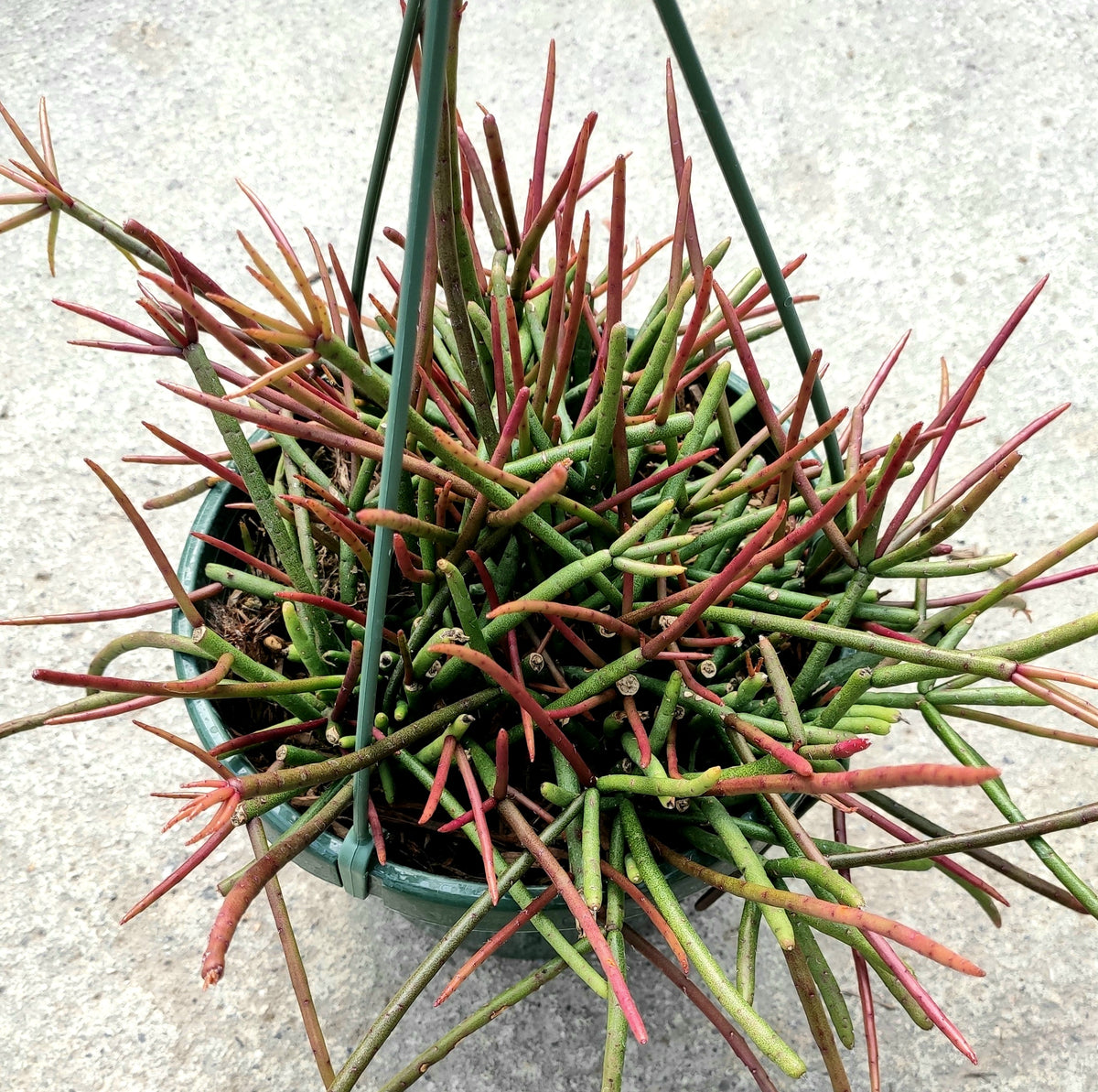 Rhipsalis quellebambensis hanging-basket succulent with slender, trailing stems.