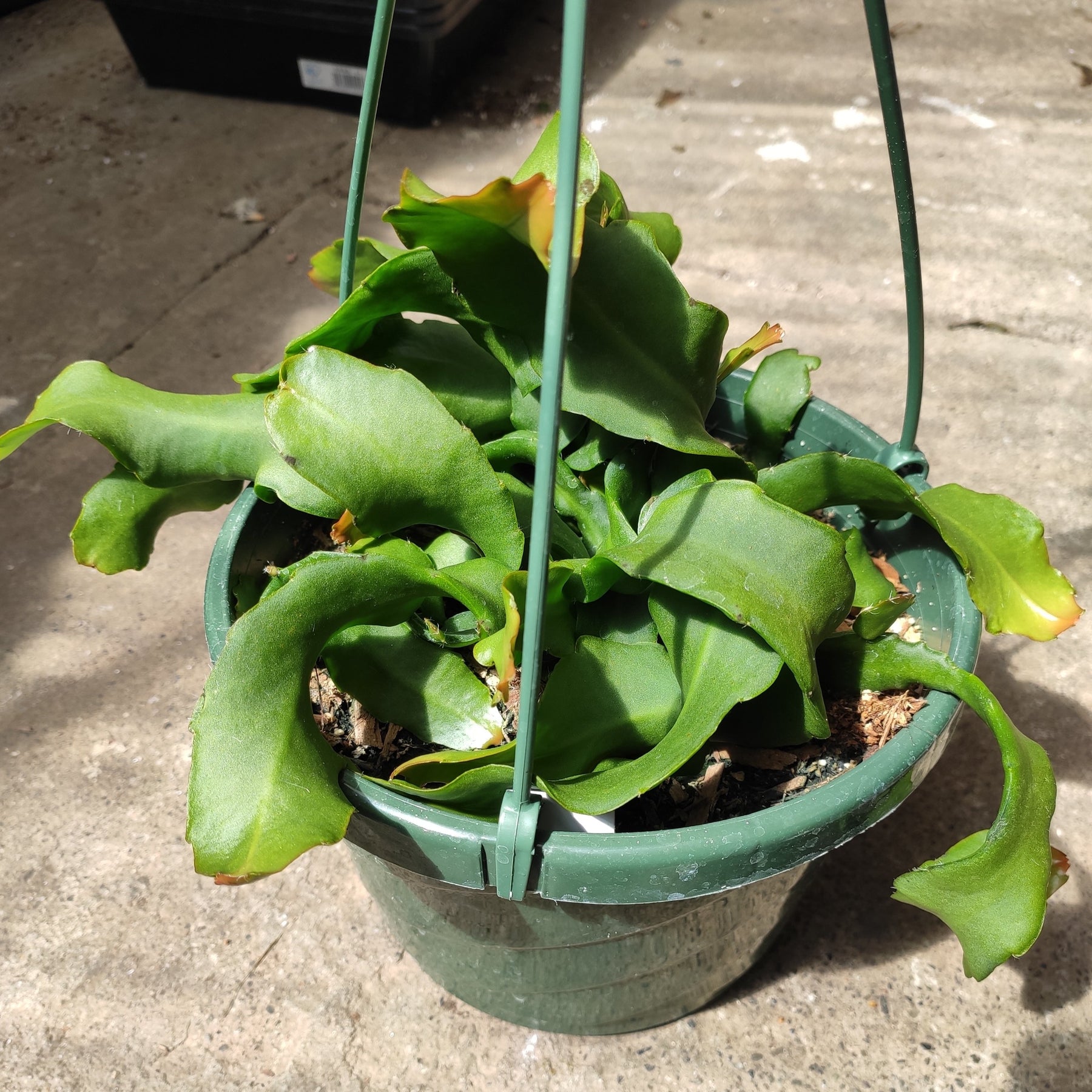 Epiphyllum Curly Locks Orchid Cactus